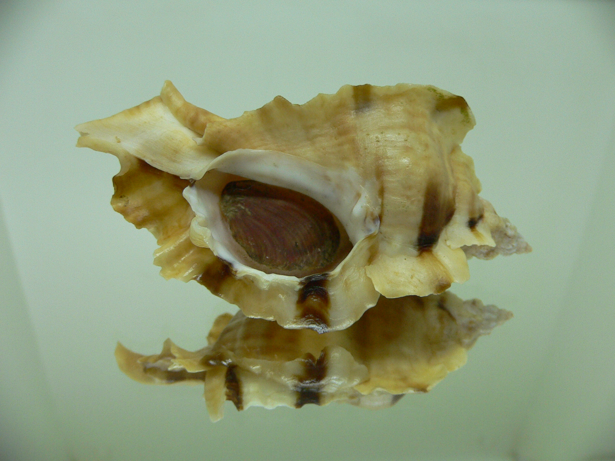 Ceratostoma burnetti BLONDE