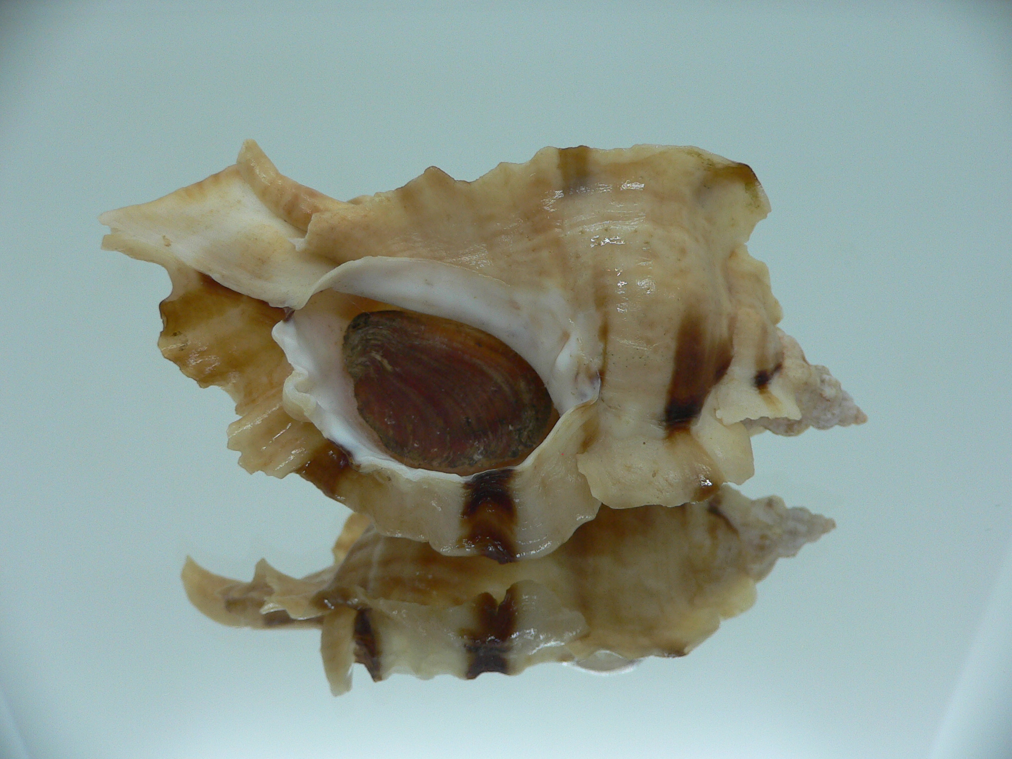 Ceratostoma burnetti BLONDE