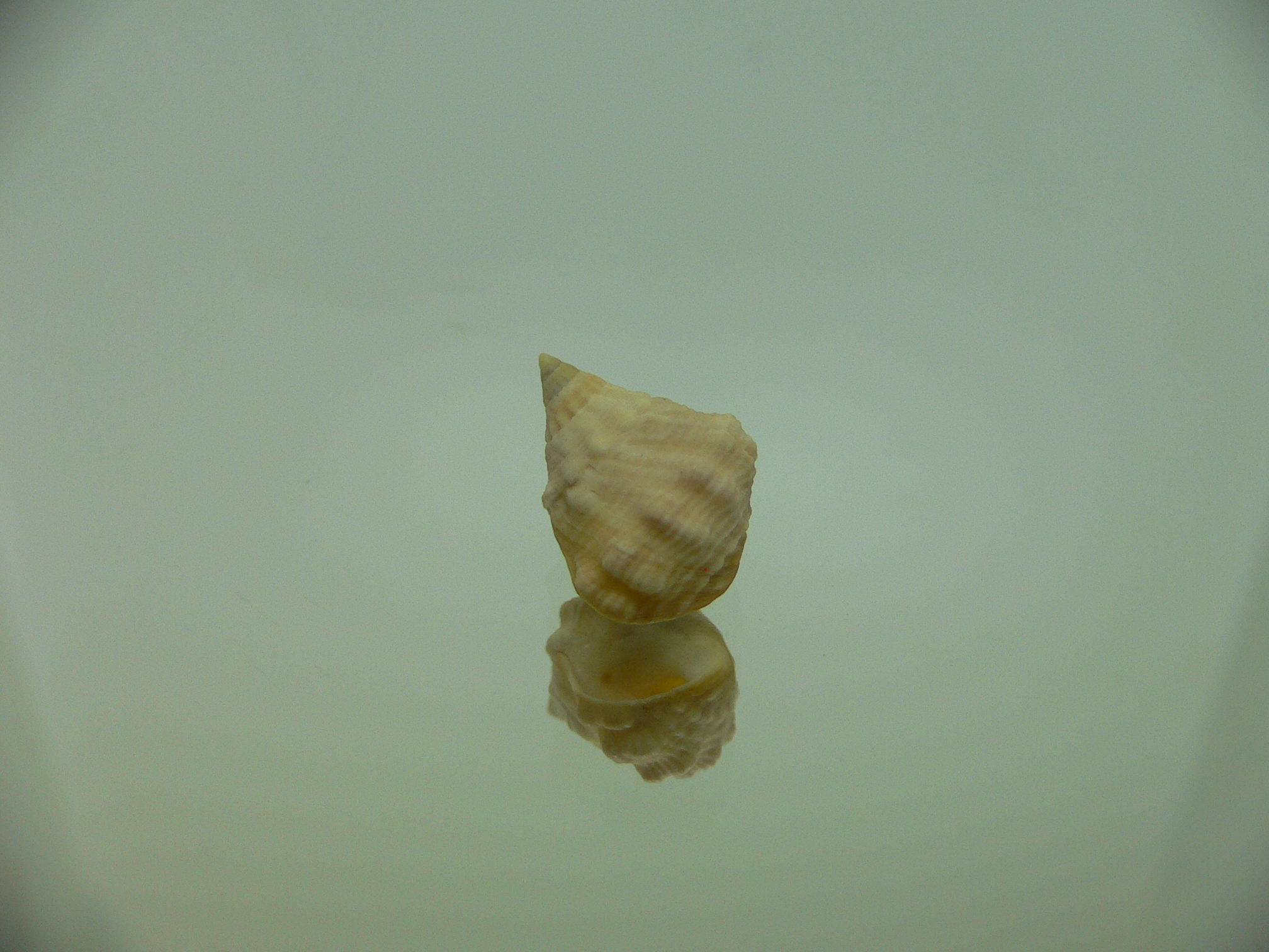 Echinolittorina cf. pascua BIG