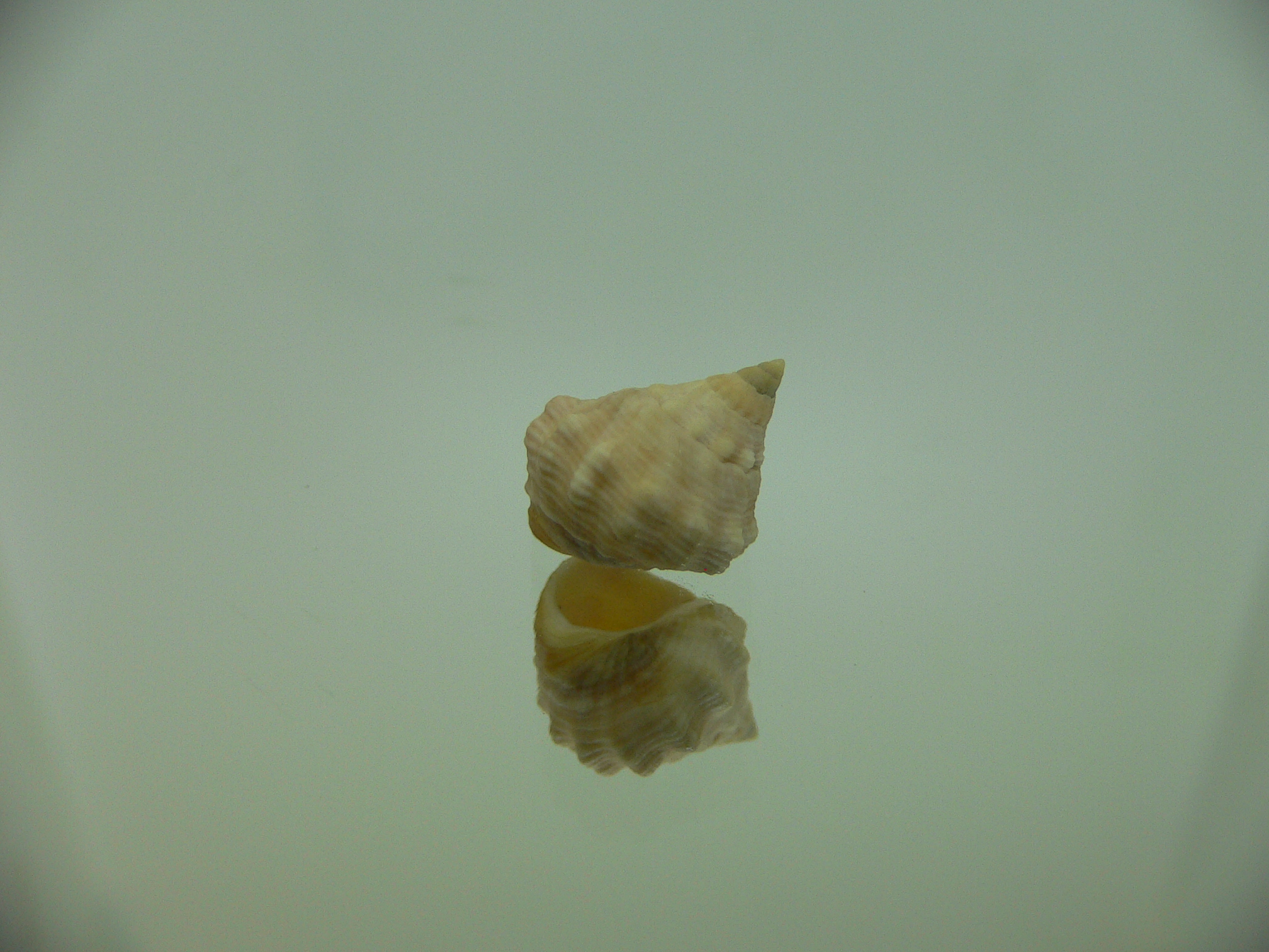 Echinolittorina cf. pascua BIG