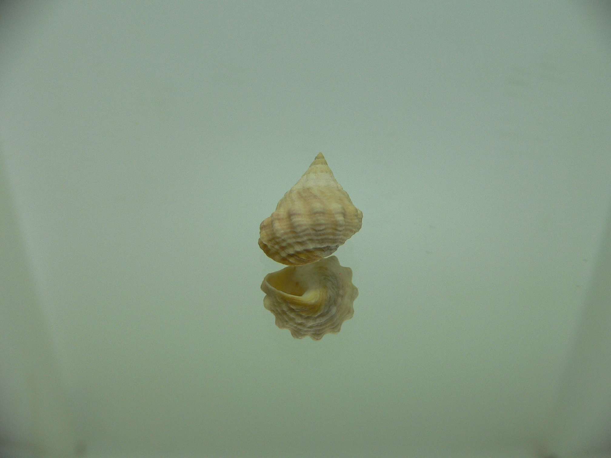 Echinolittorina cf. pascua BIG