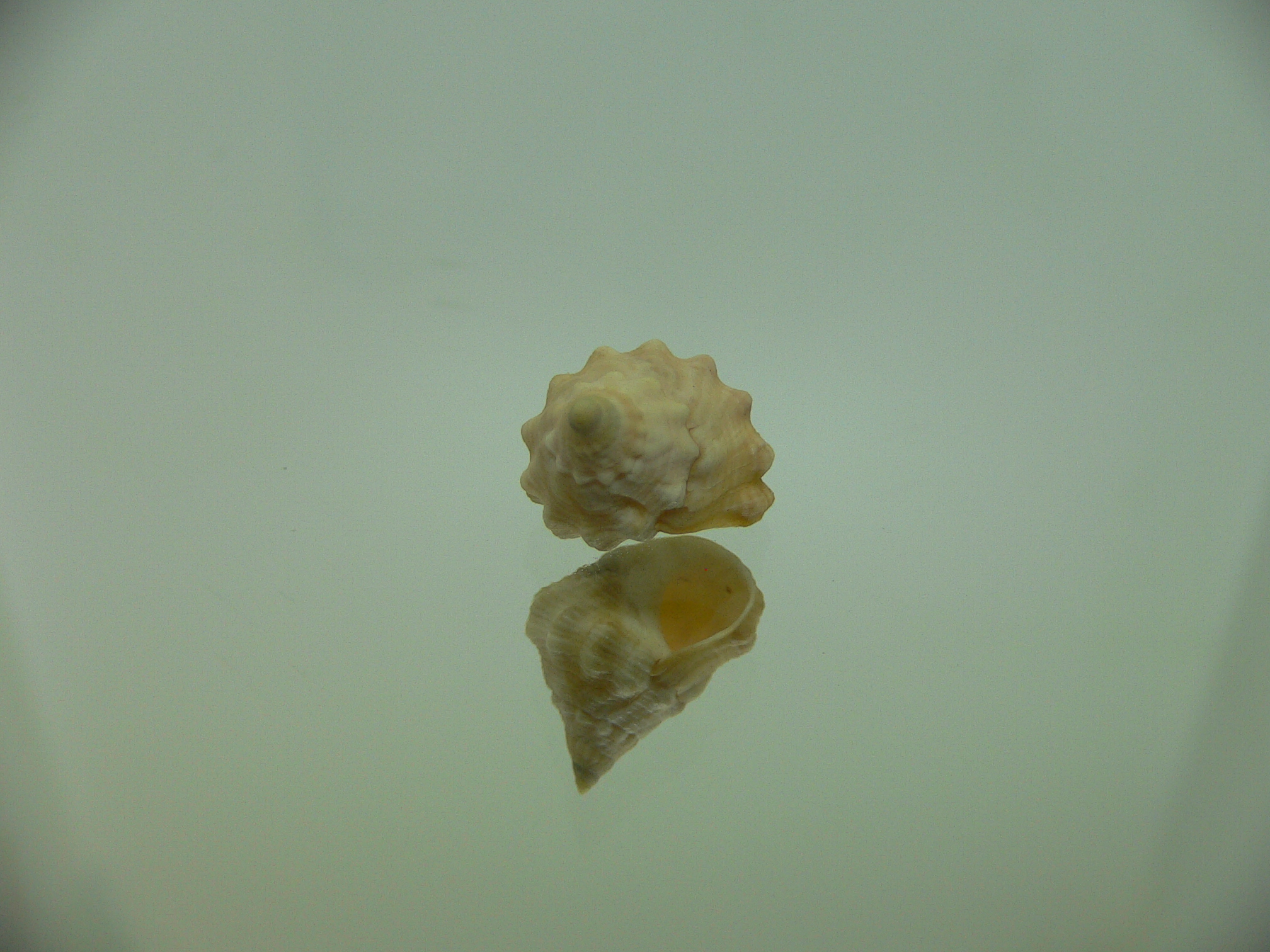 Echinolittorina cf. pascua BIG