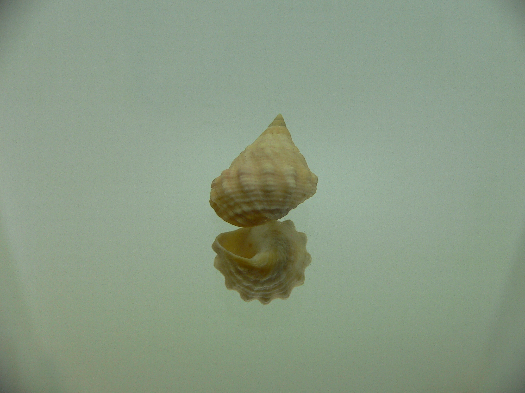 Echinolittorina cf. pascua BIG