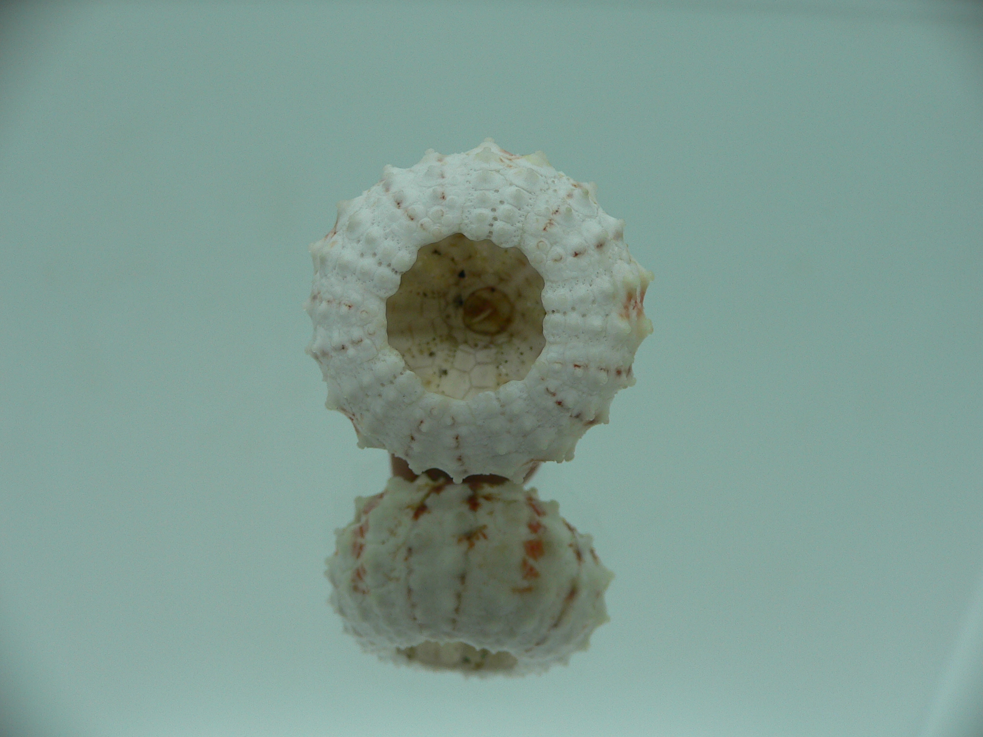 Coelopleurus maculatus
