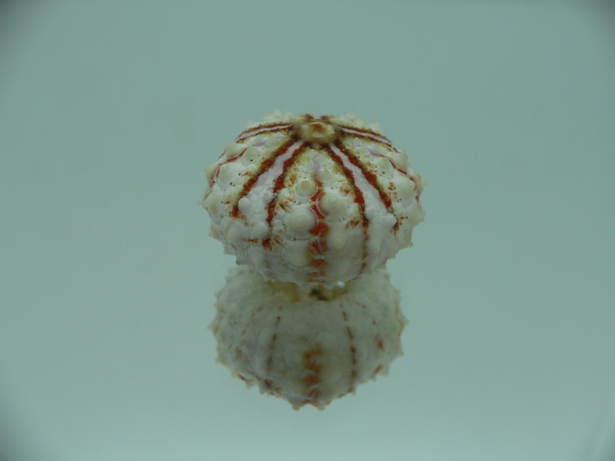 Coelopleurus maculatus