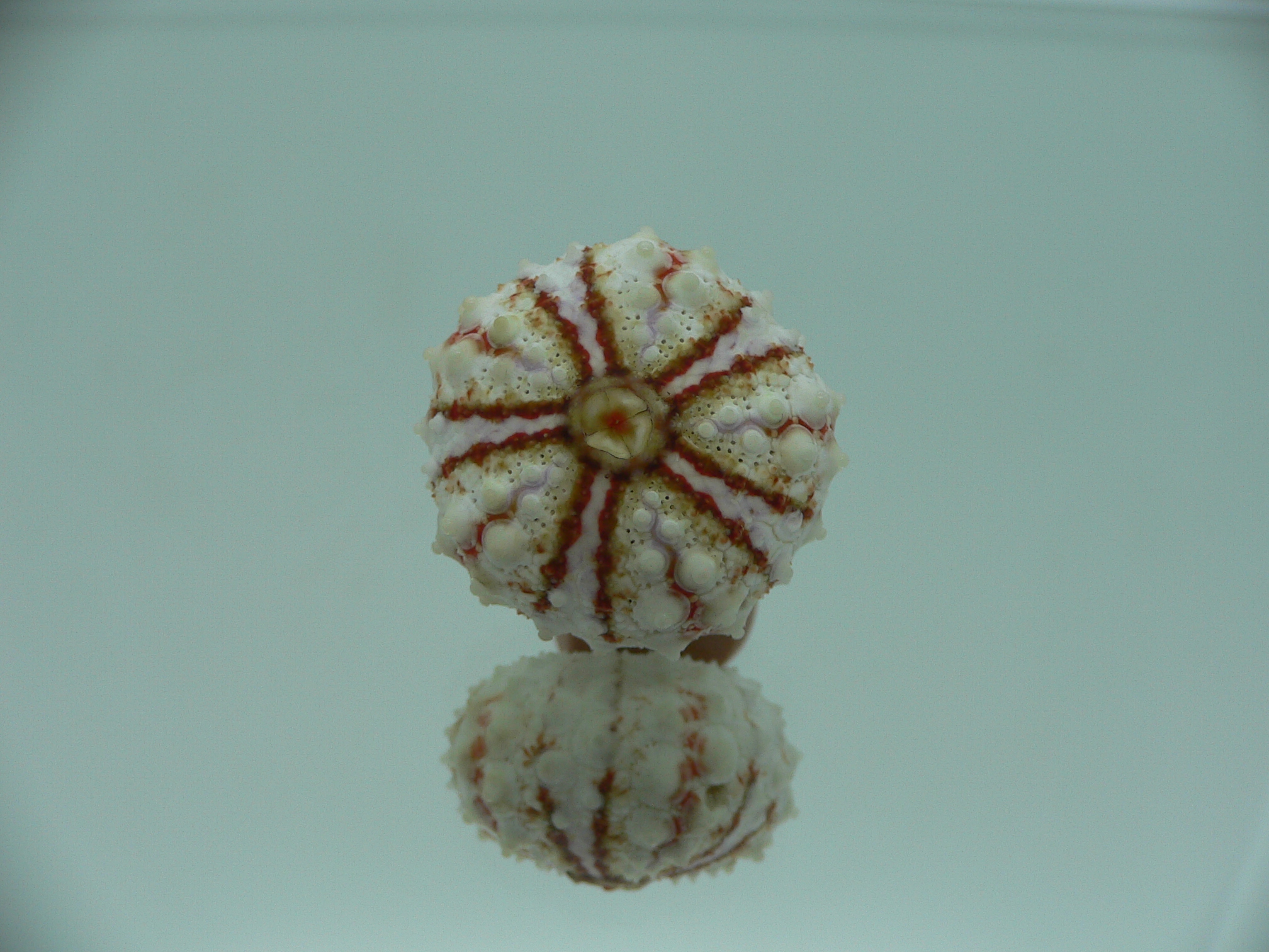 Coelopleurus maculatus