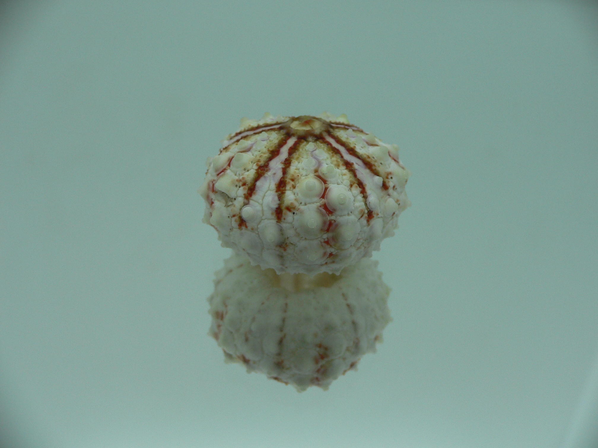 Coelopleurus maculatus