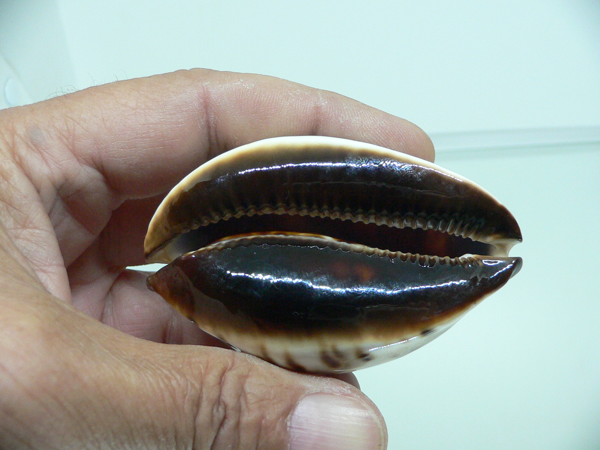 Zoila jeaniana praeclara WIDE