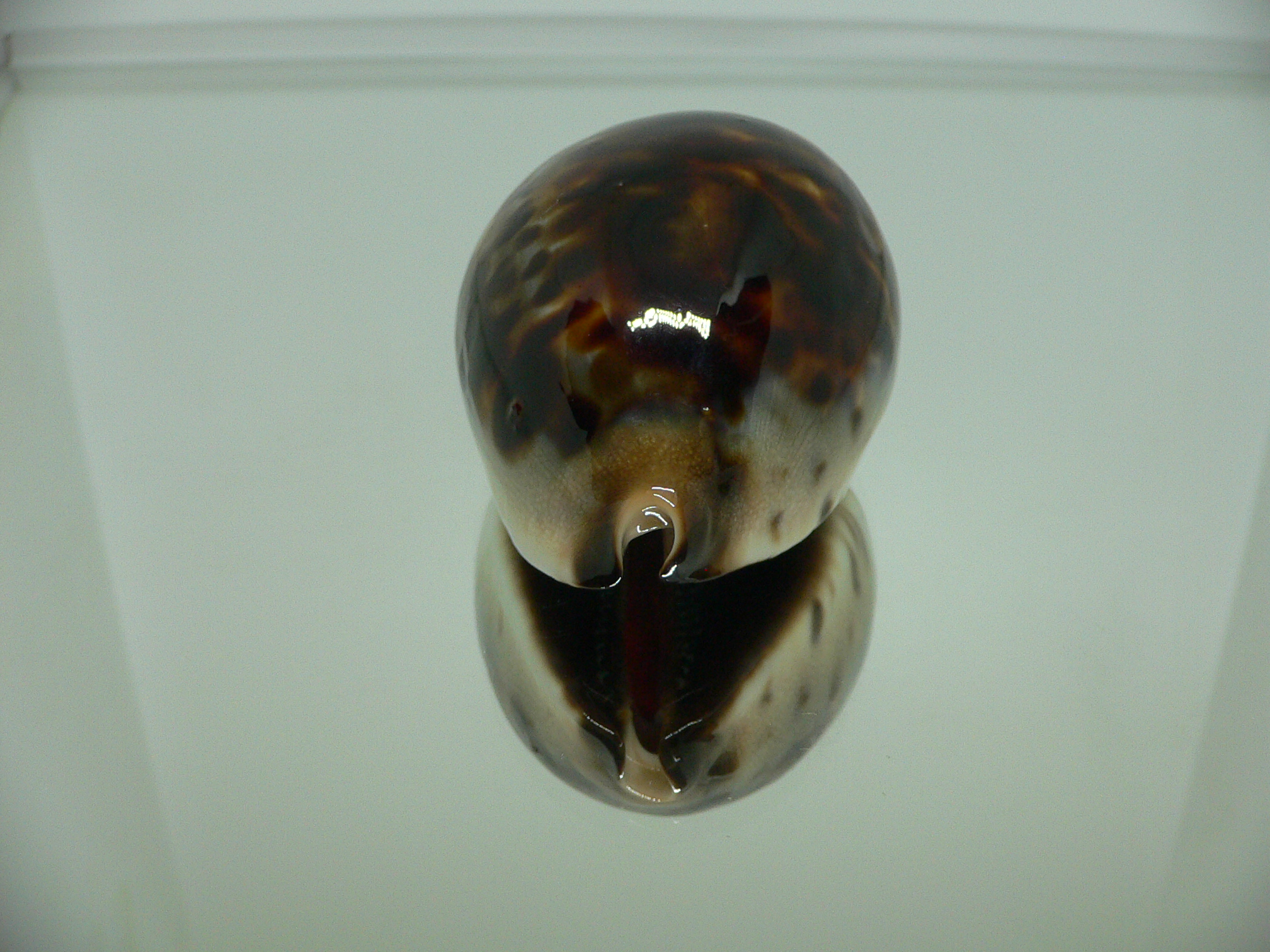 Zoila jeaniana praeclara WIDE