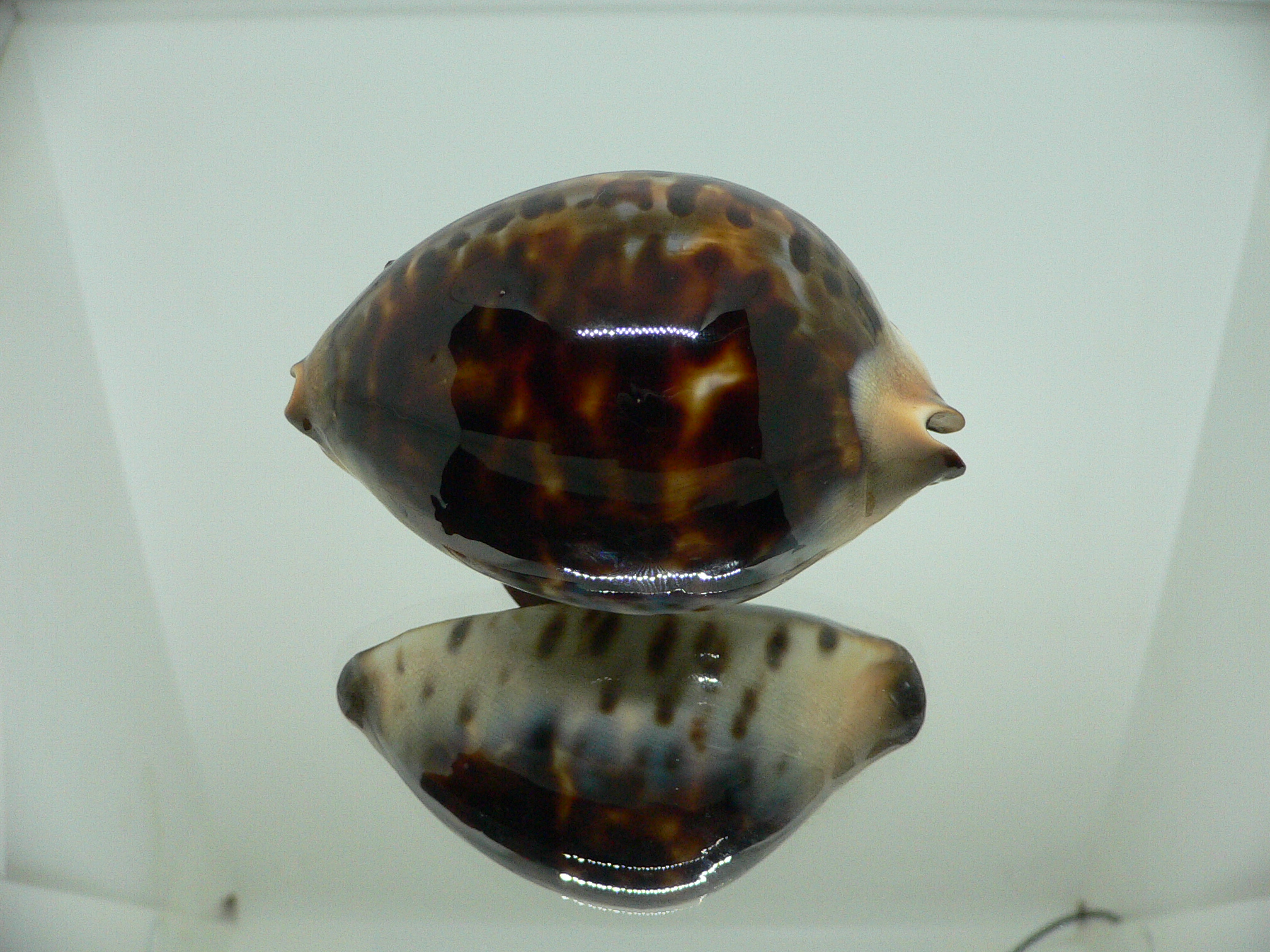 Zoila jeaniana praeclara WIDE