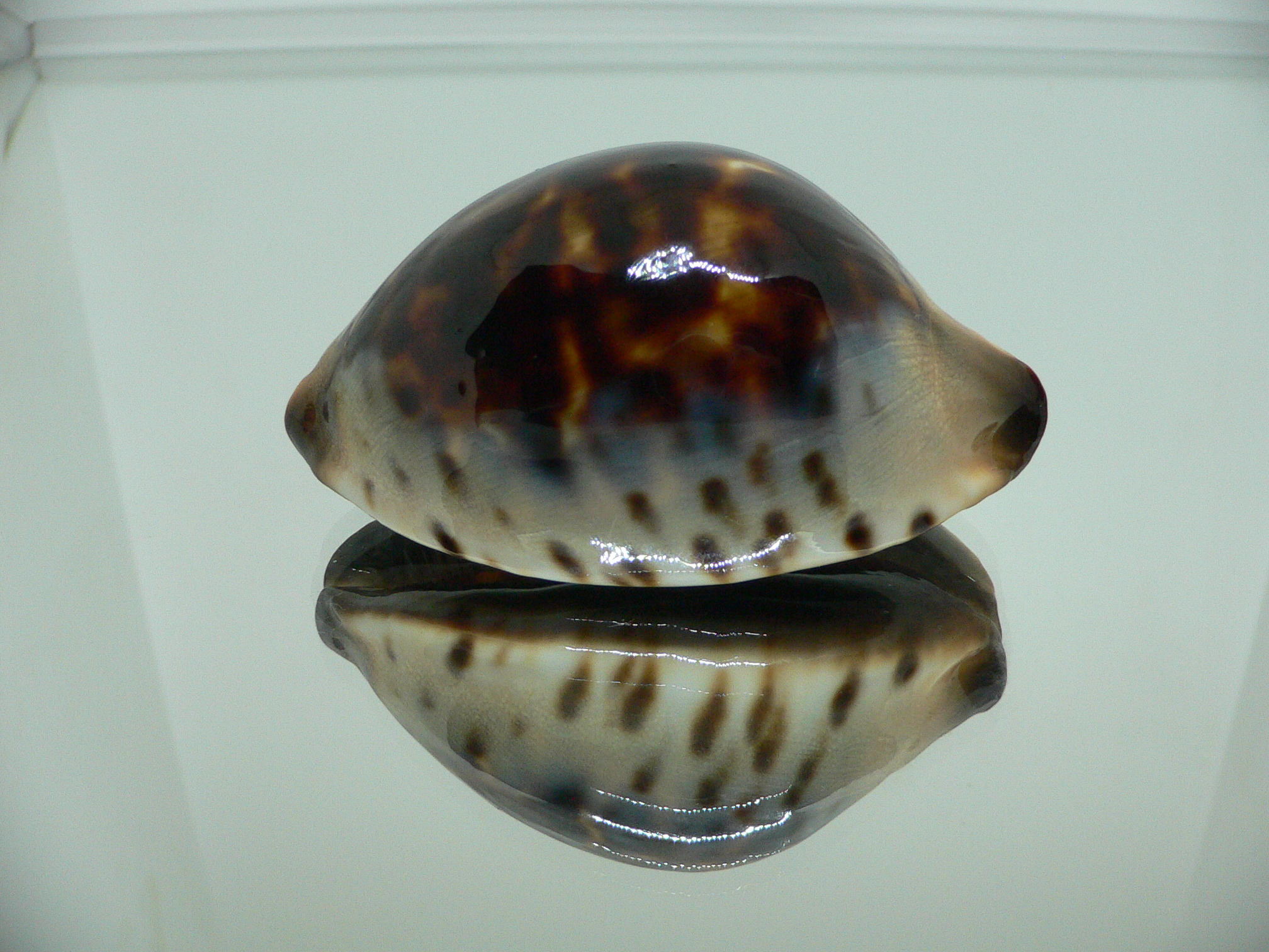 Zoila jeaniana praeclara WIDE