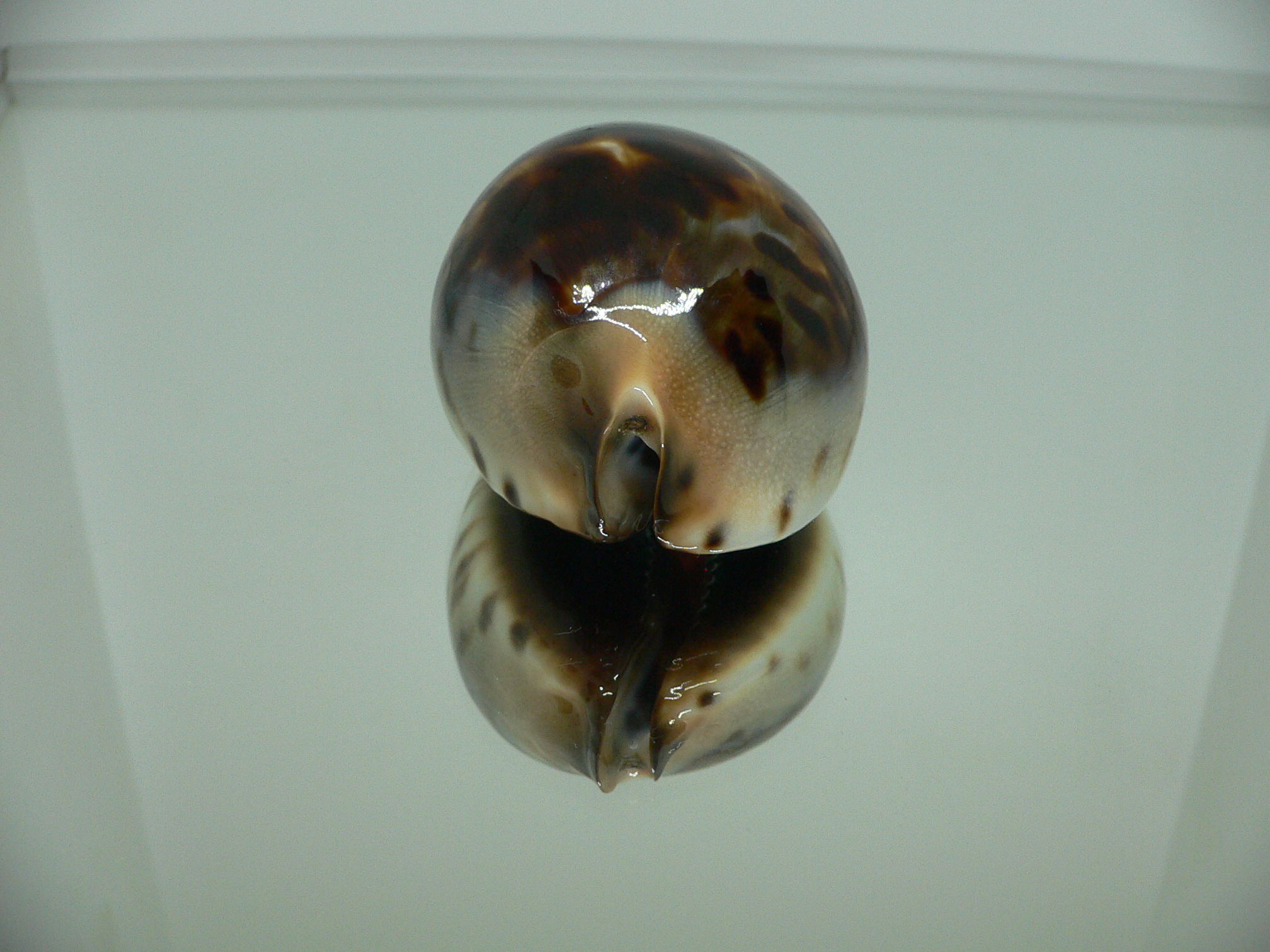 Zoila jeaniana praeclara WIDE