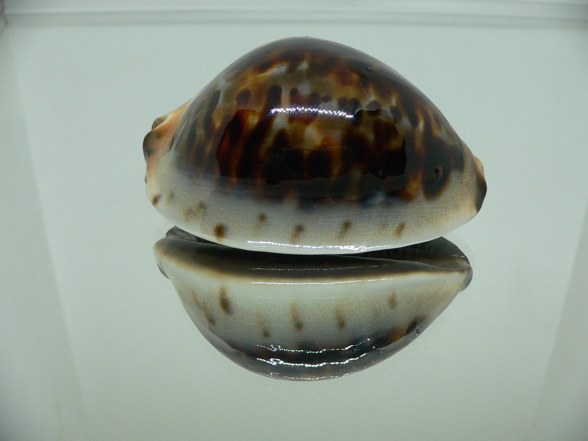 Zoila jeaniana praeclara WIDE