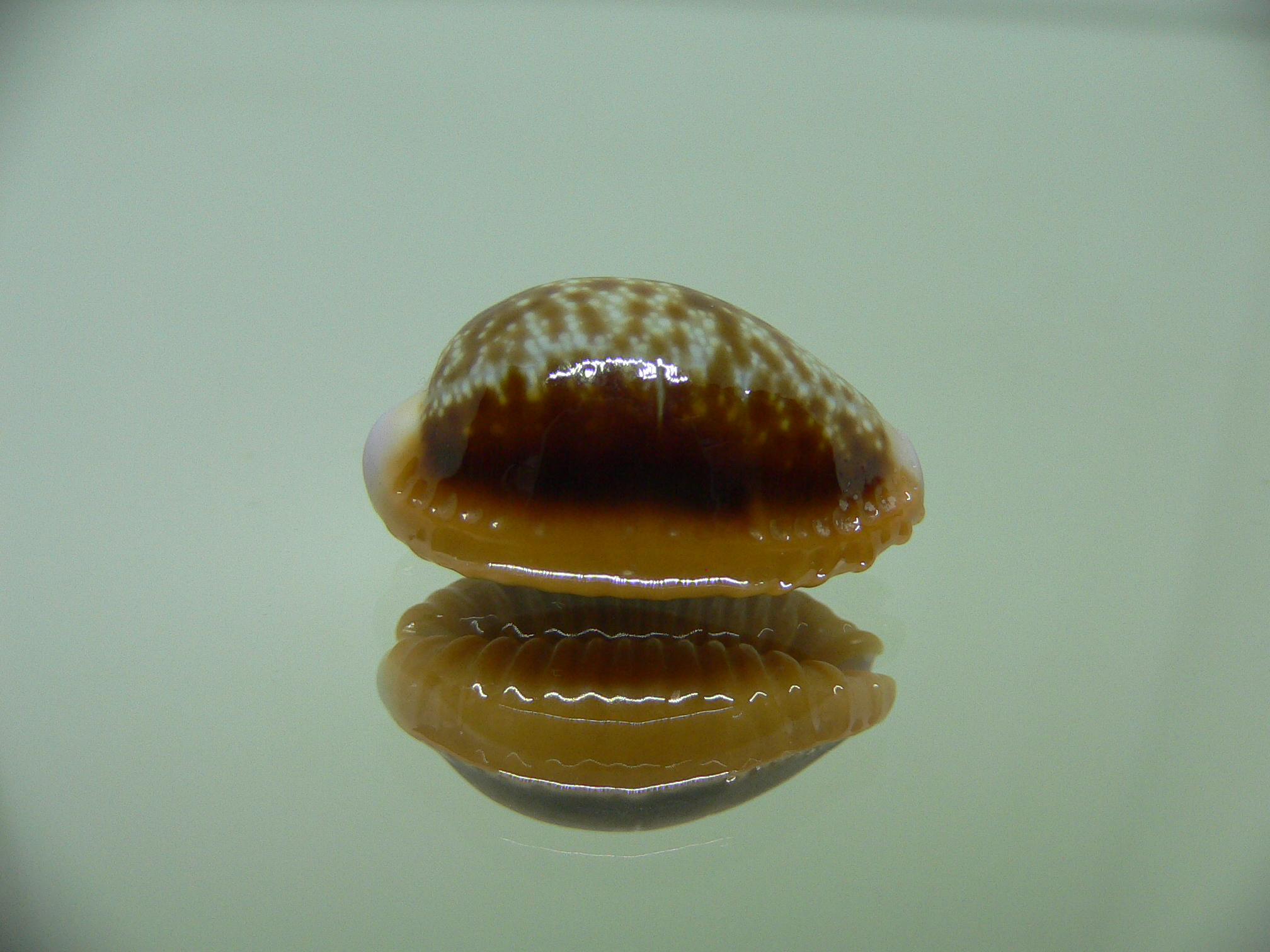 Cypraea helvola argella 1