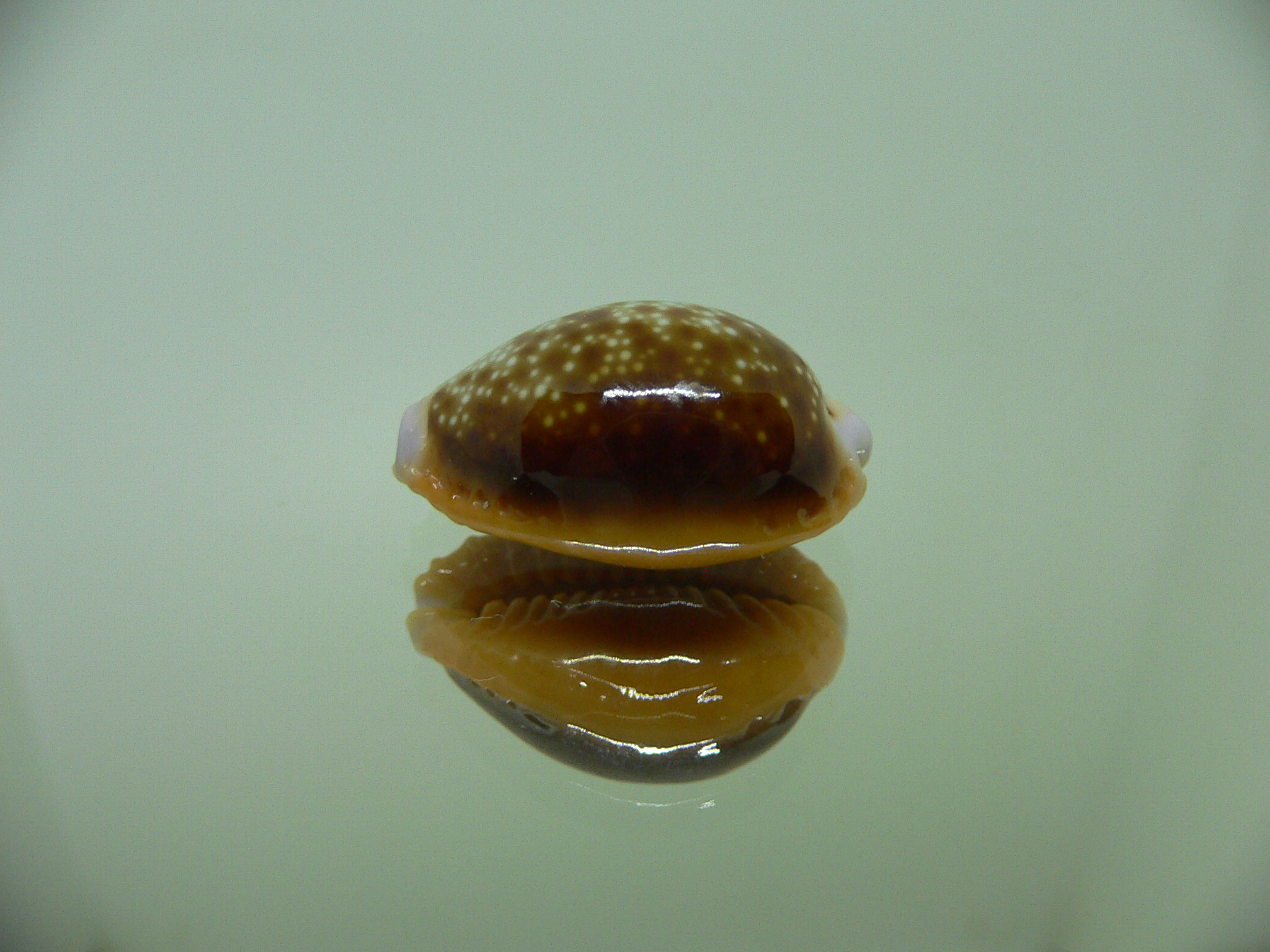 Cypraea helvola argella 1