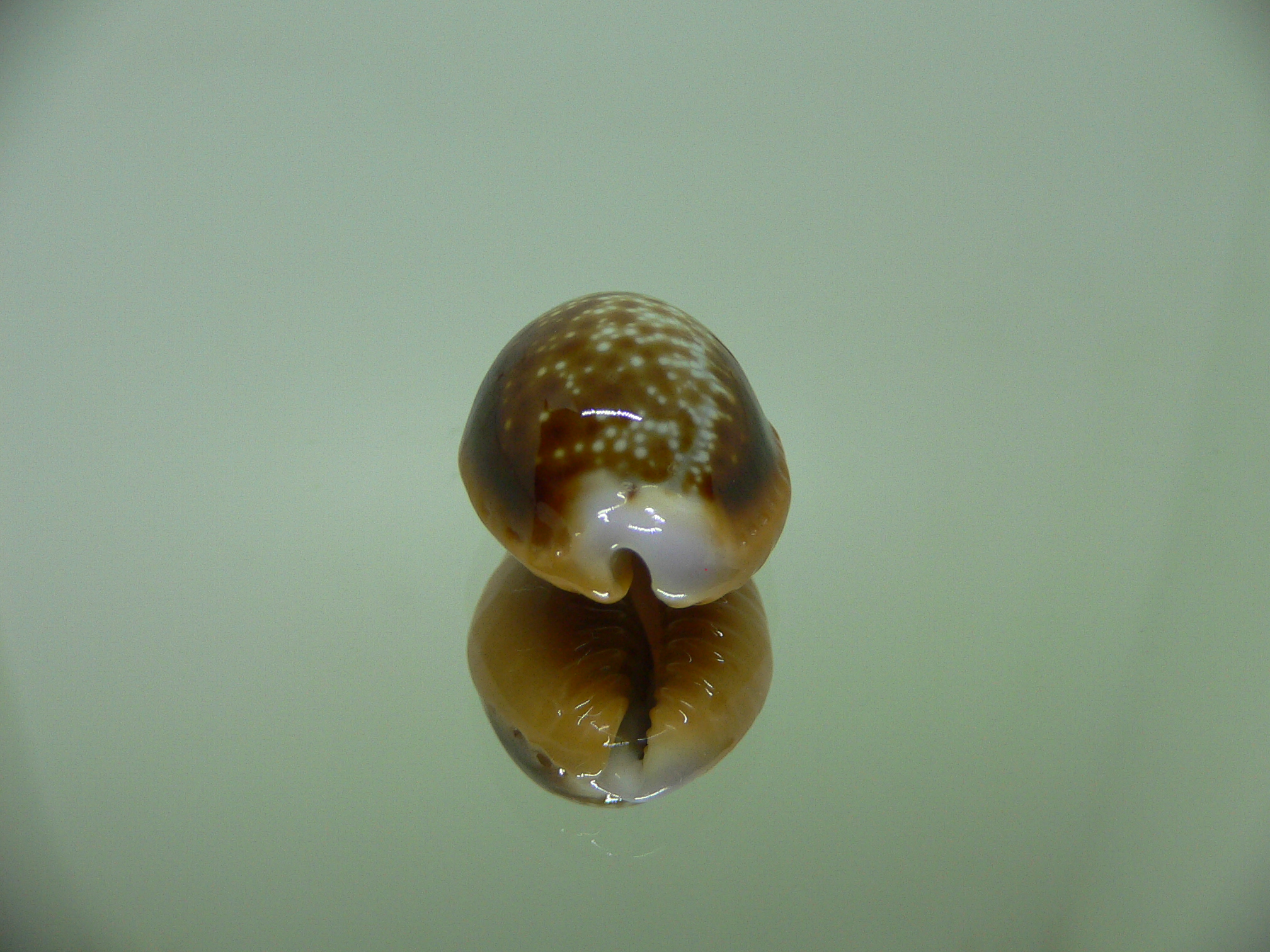 Cypraea helvola argella 1