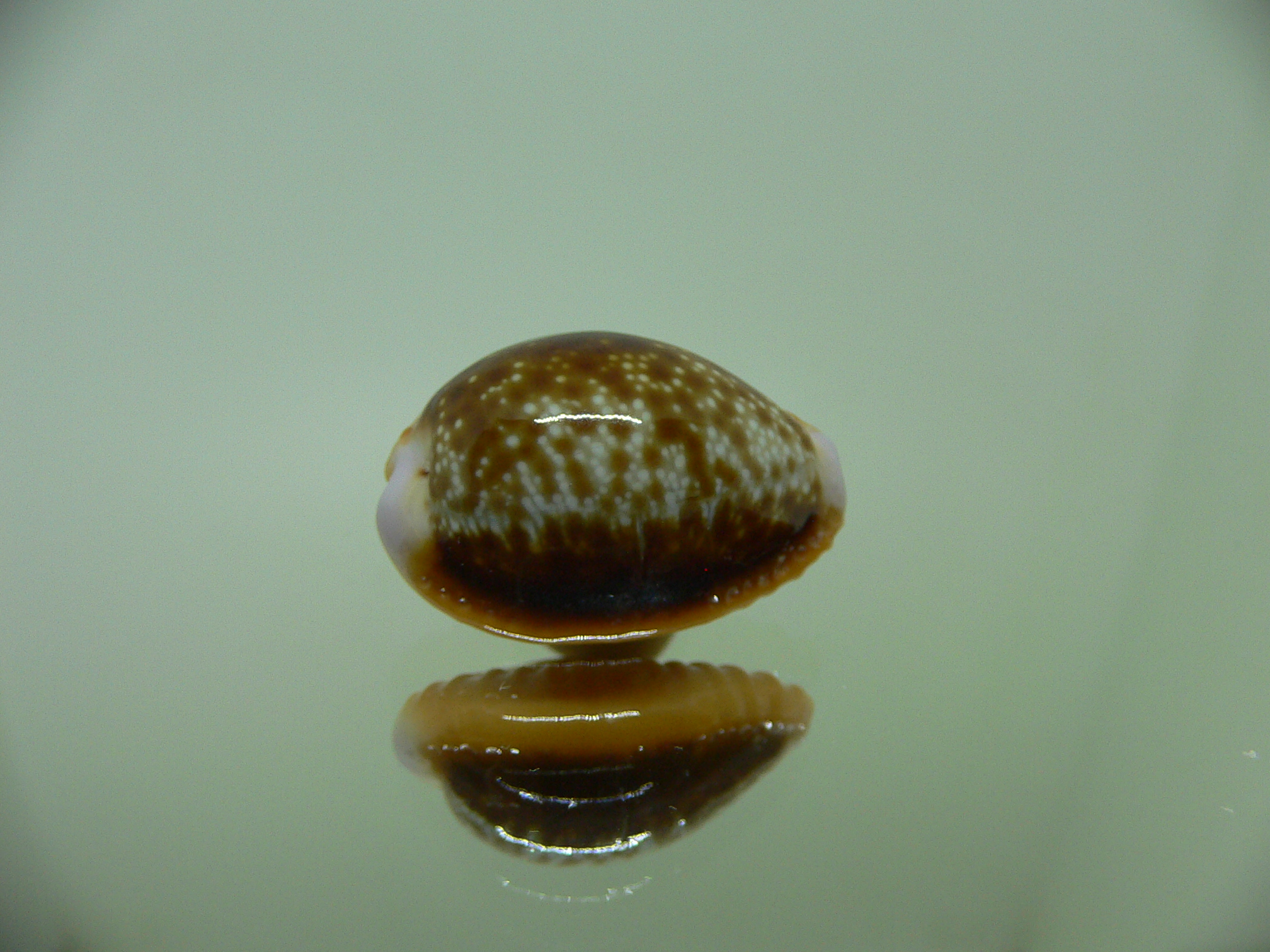 Cypraea helvola argella 1