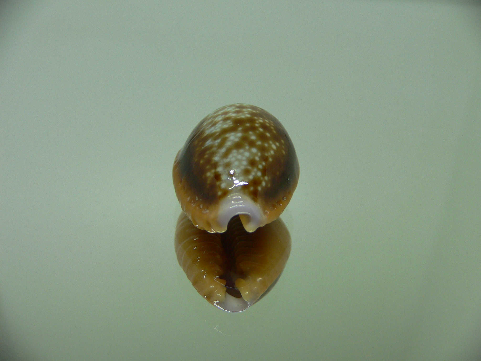 Cypraea helvola argella 1