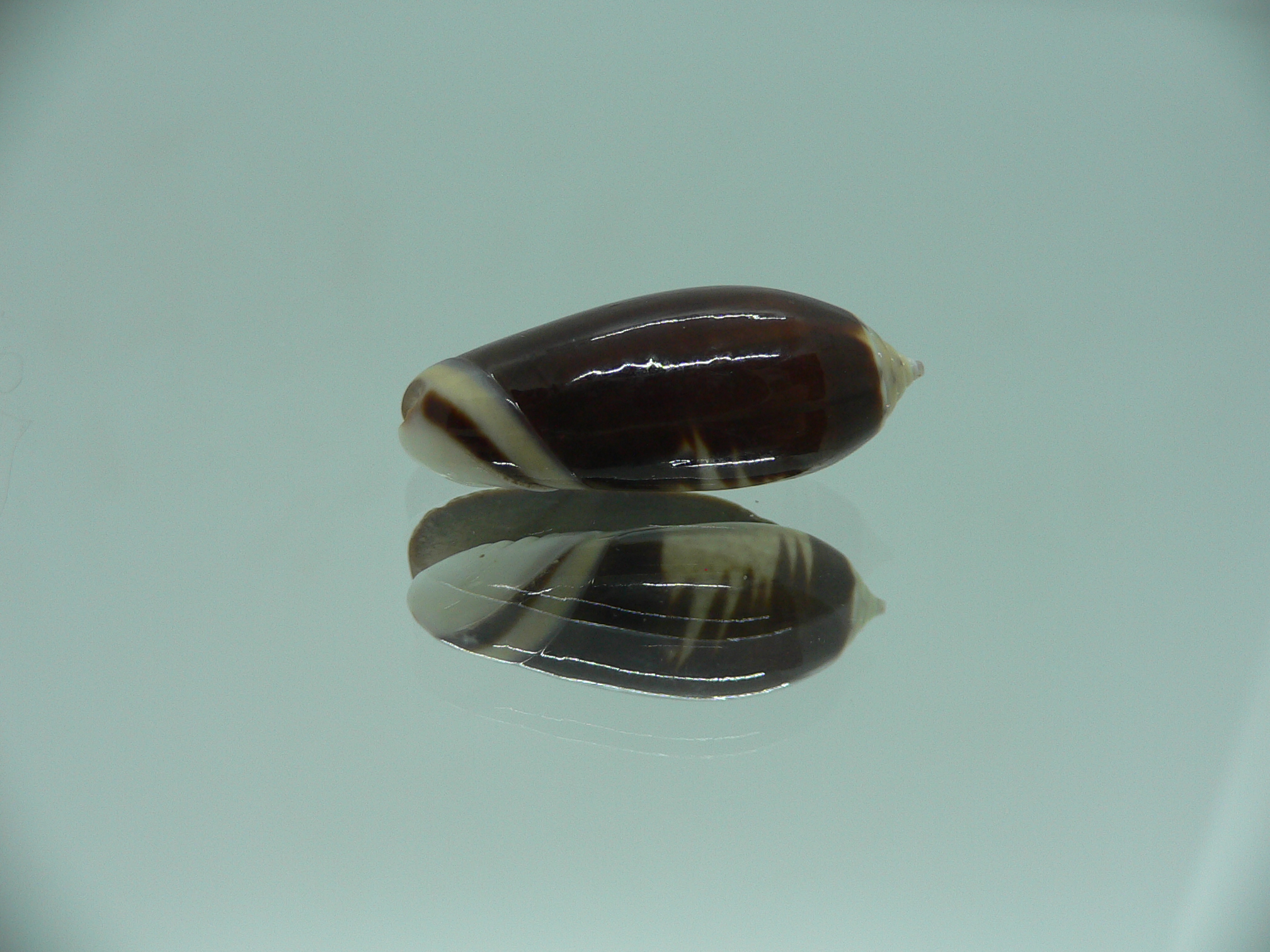 Oliva oliva gratiosa (var.)