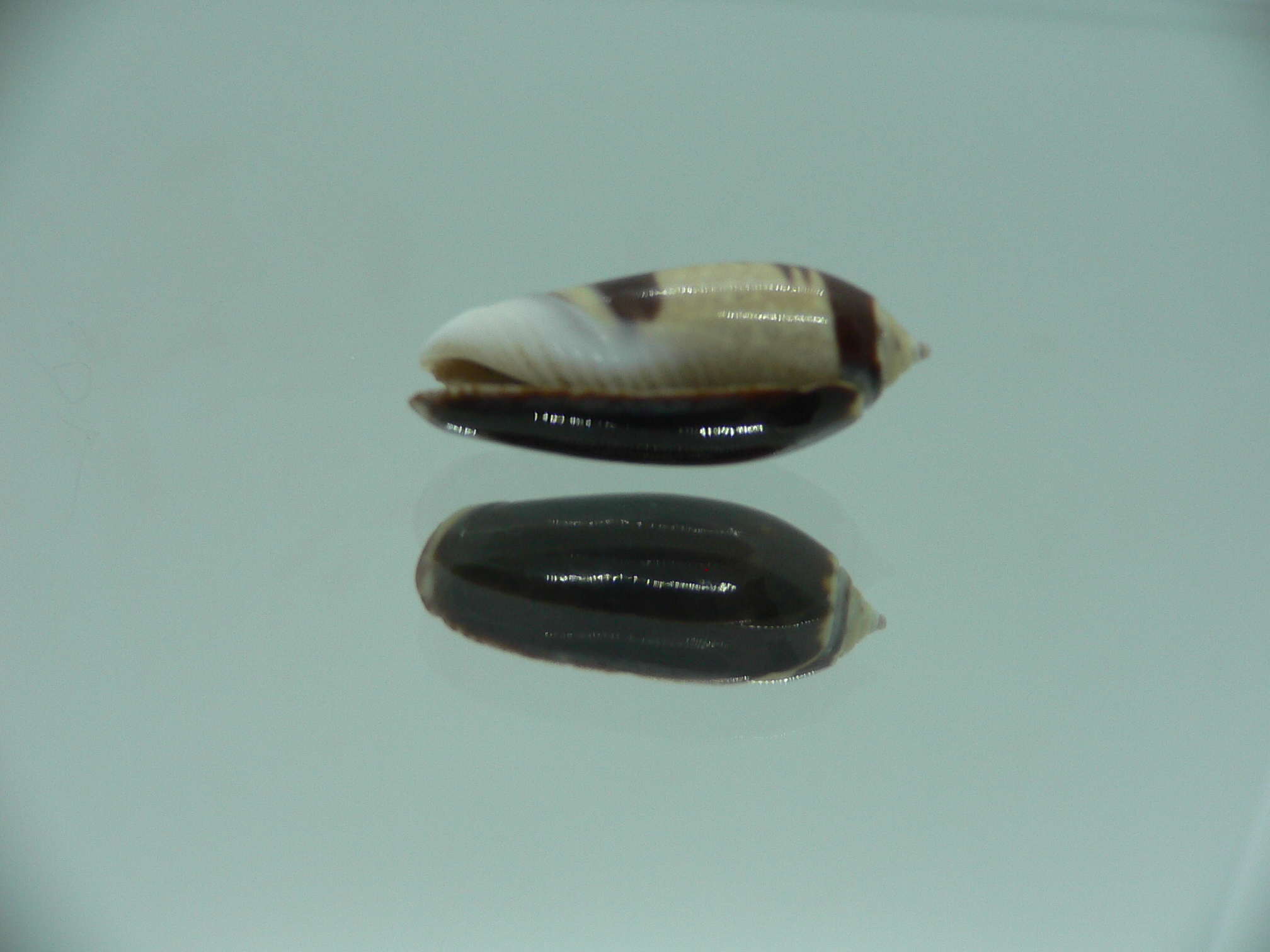 Oliva oliva gratiosa (var.)