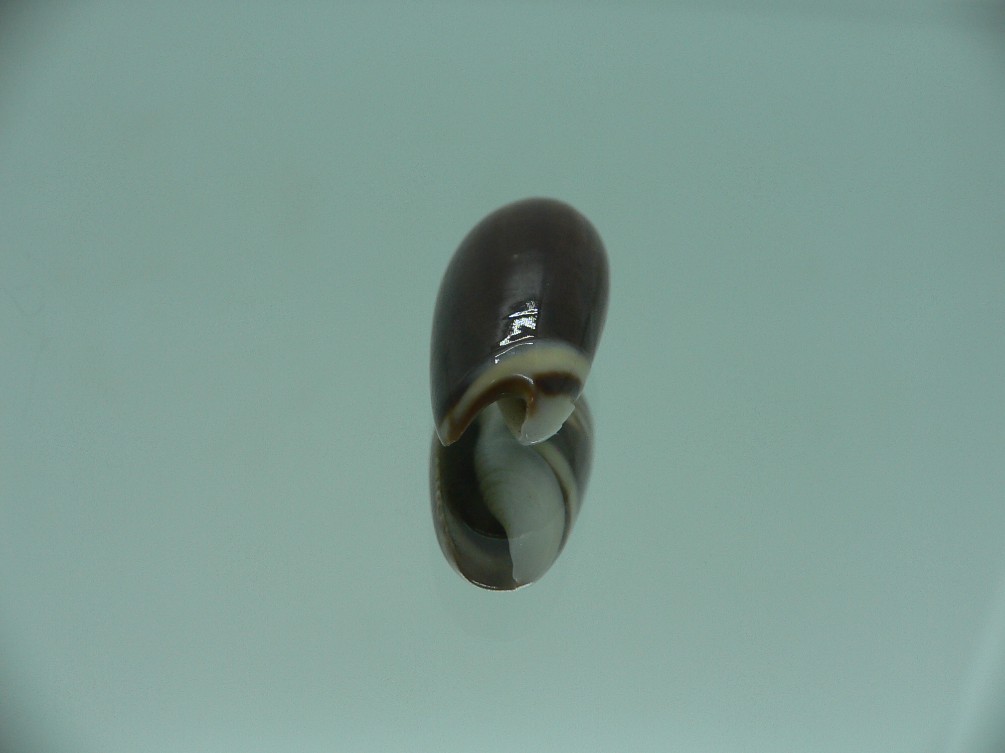 Oliva oliva gratiosa (var.)