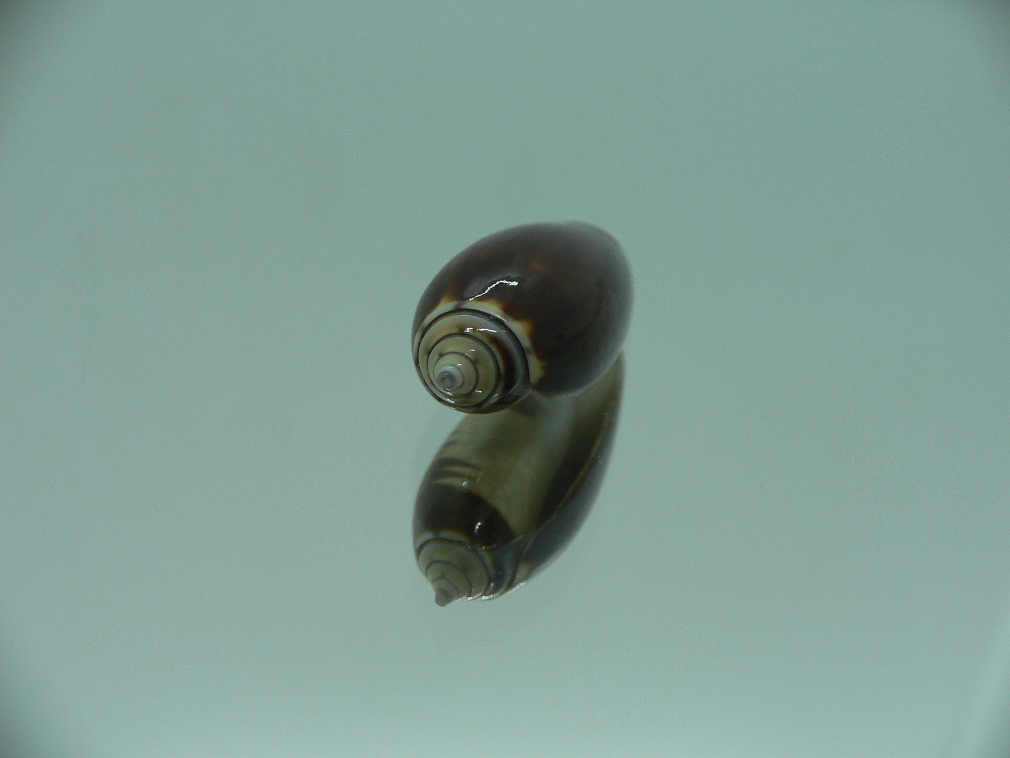 Oliva oliva gratiosa (var.)