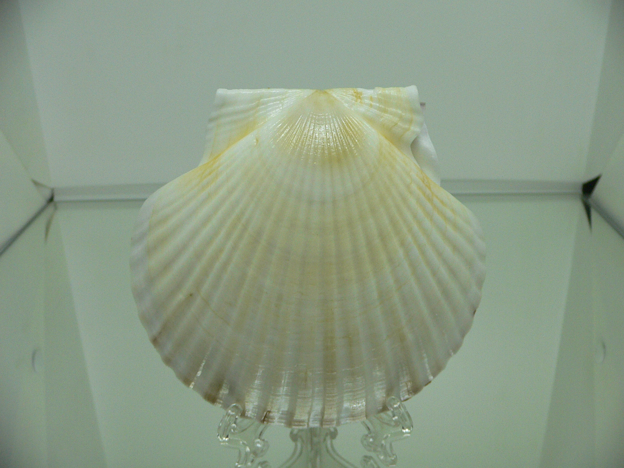 Patinopecten yessoensis ALBINO