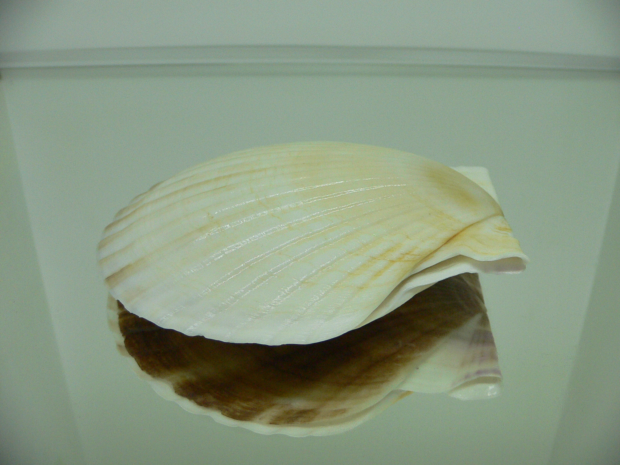 Patinopecten yessoensis ALBINO