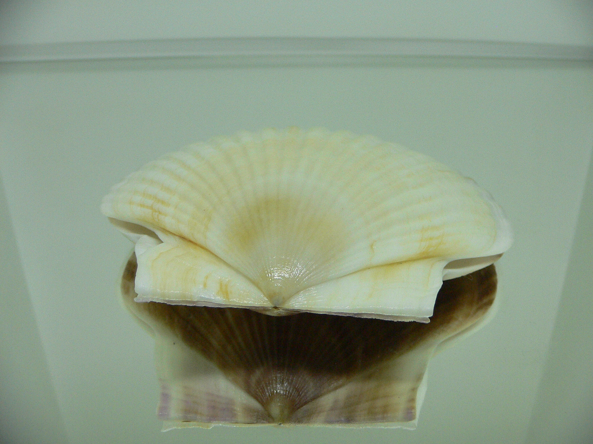 Patinopecten yessoensis ALBINO