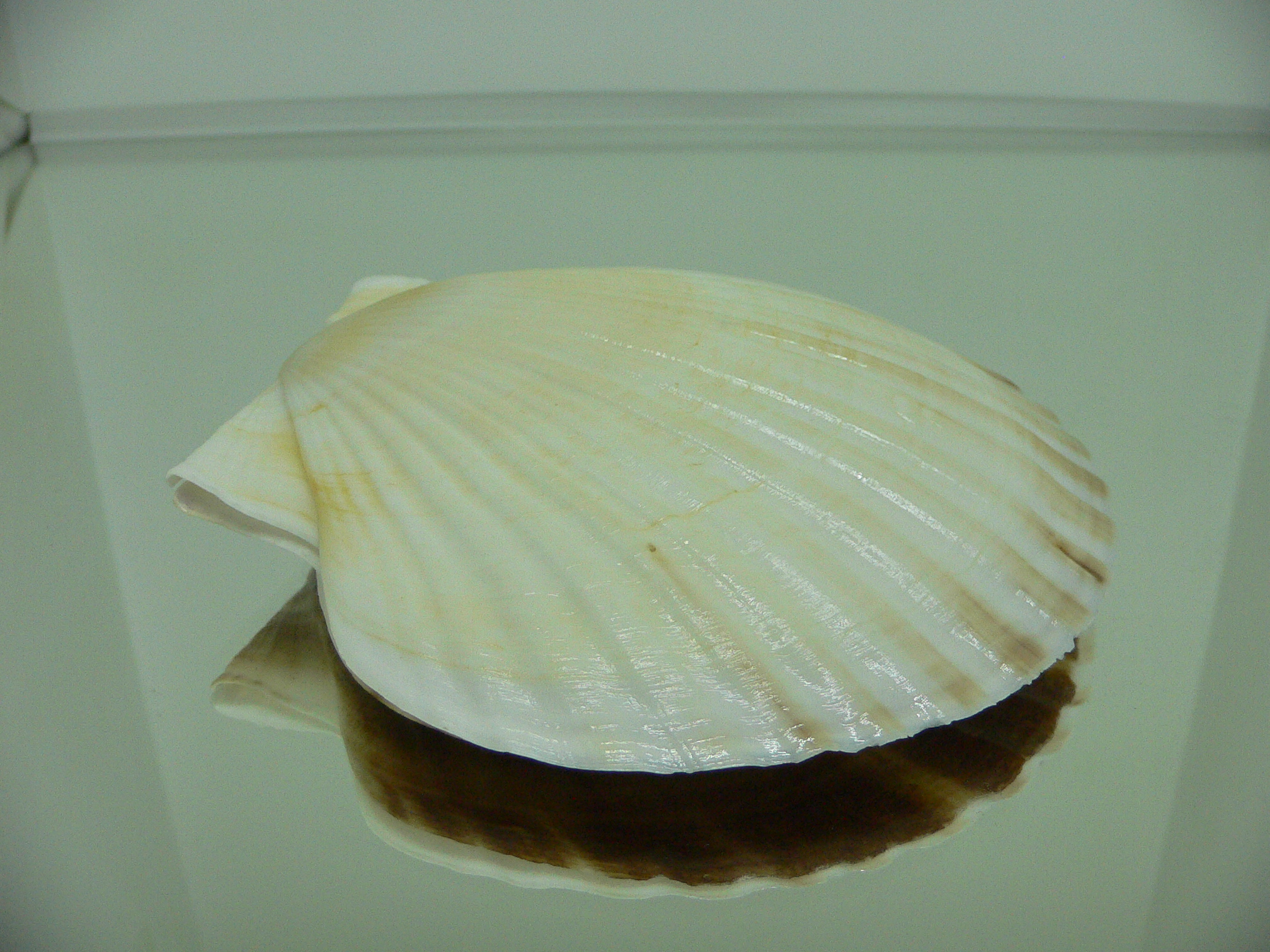 Patinopecten yessoensis ALBINO