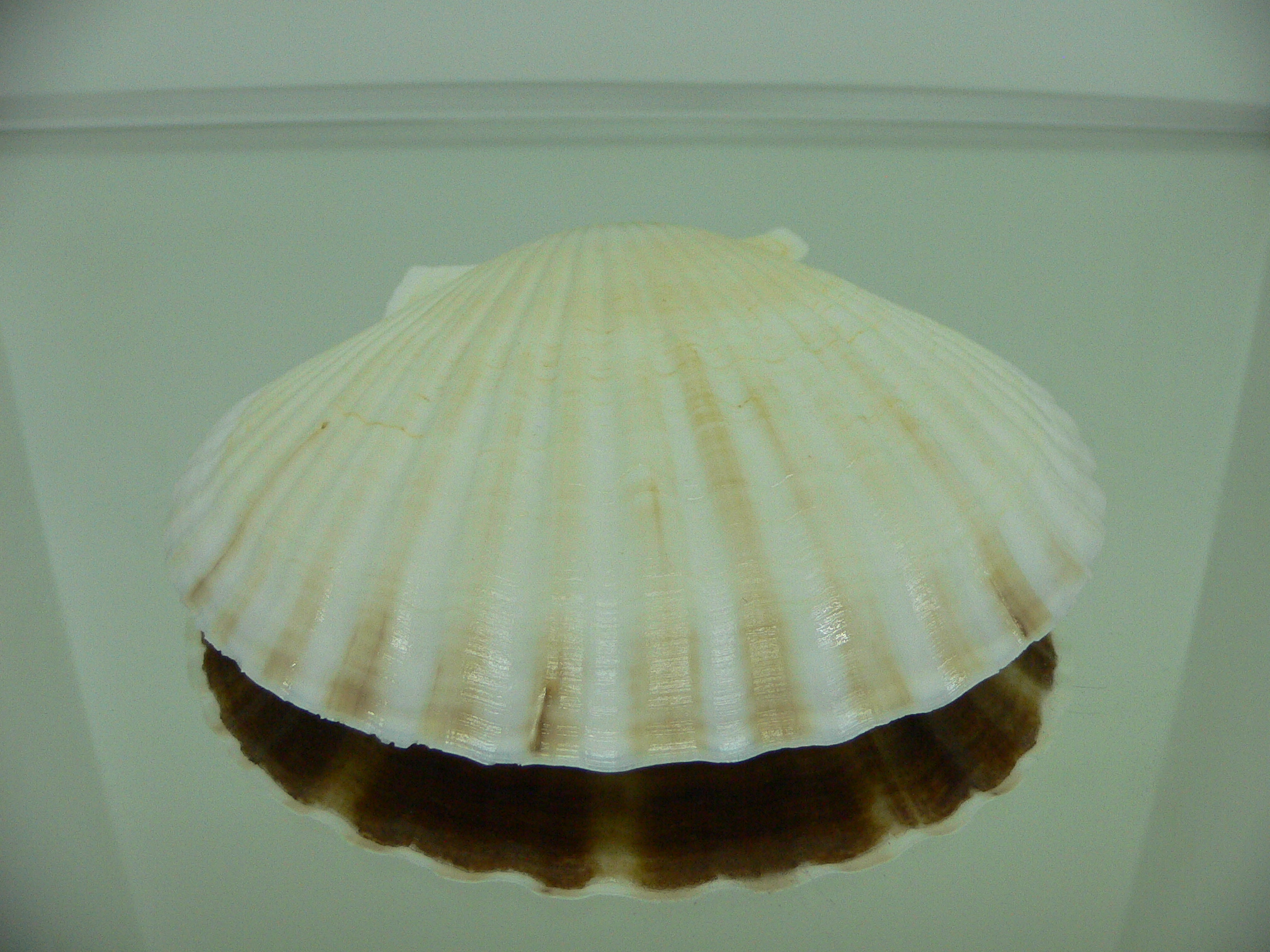 Patinopecten yessoensis ALBINO