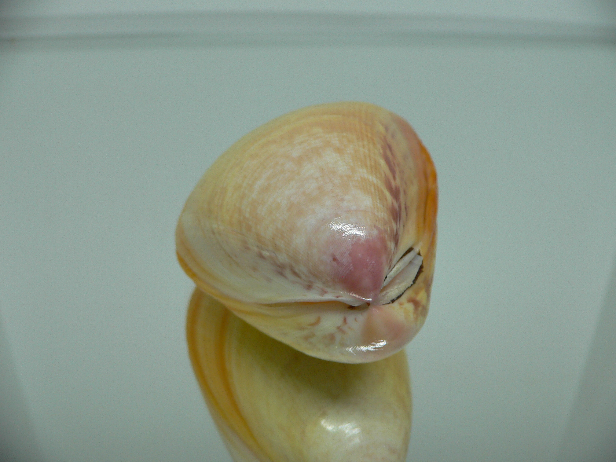 Laevicardium attenuatum GIANT