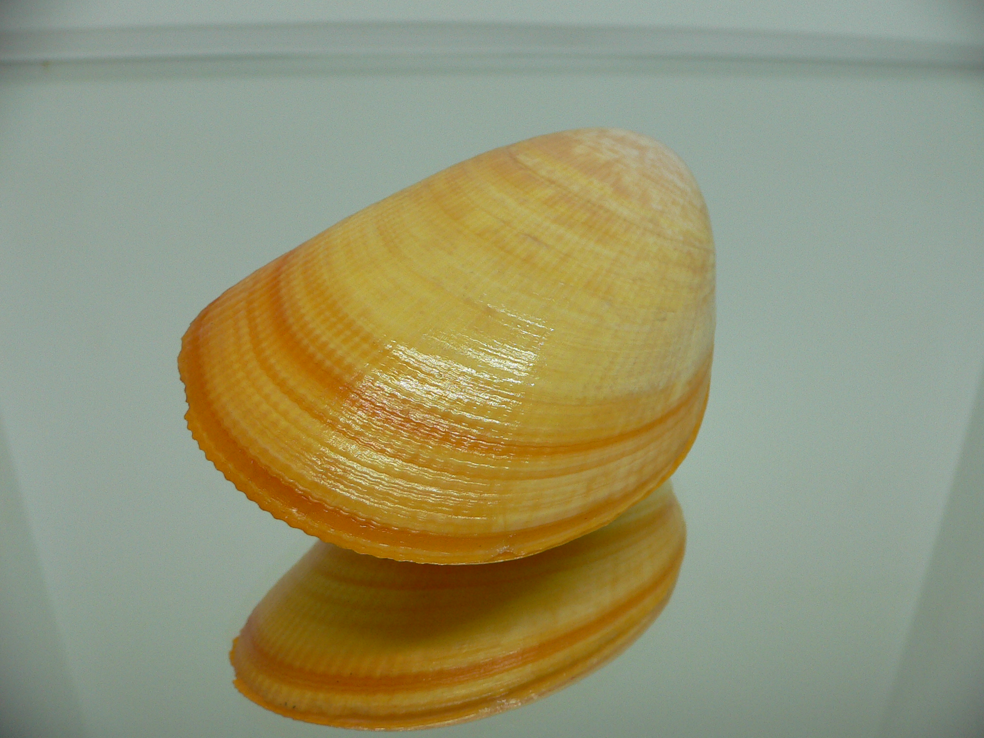 Laevicardium attenuatum GIANT