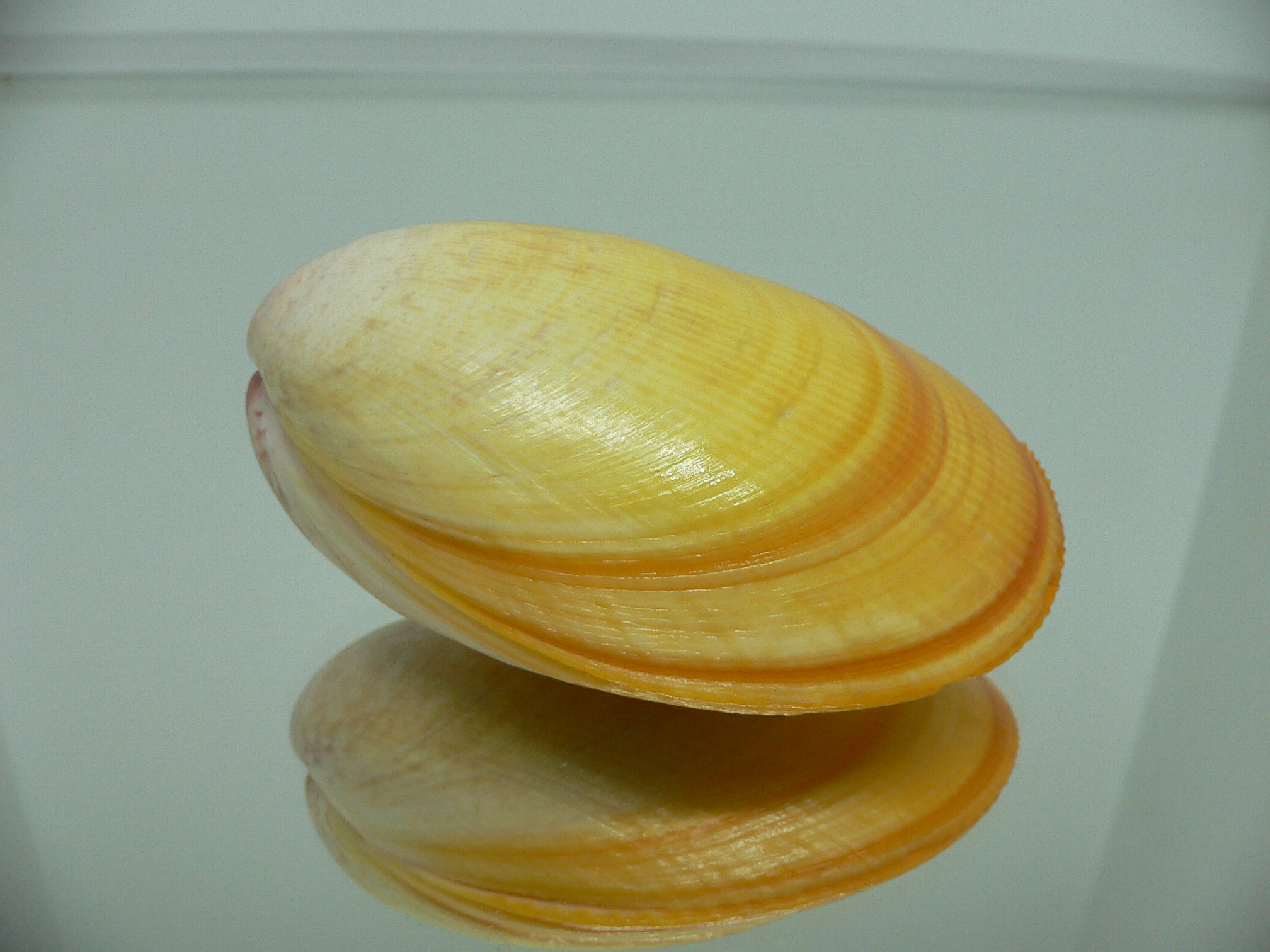Laevicardium attenuatum GIANT