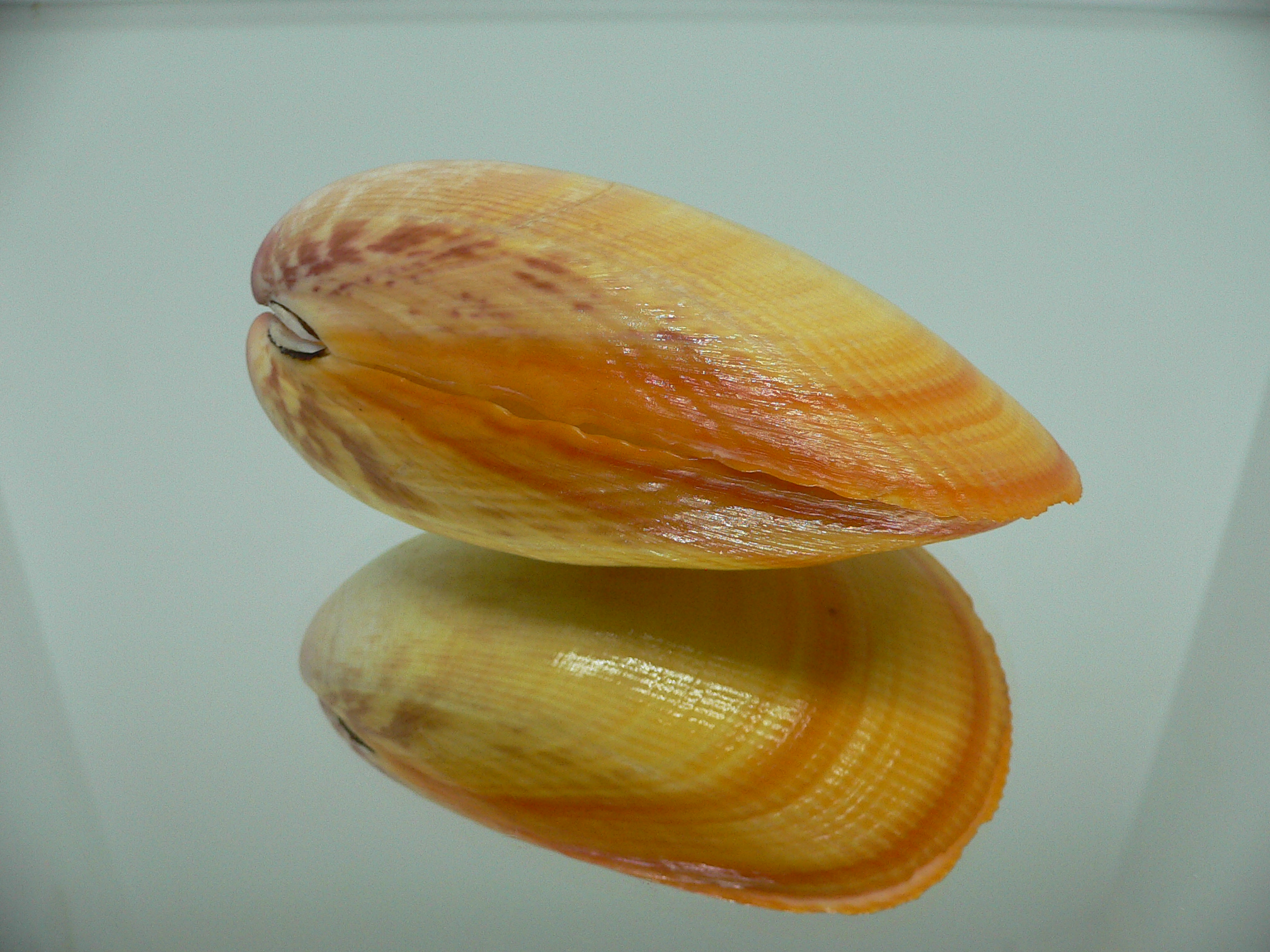 Laevicardium attenuatum GIANT