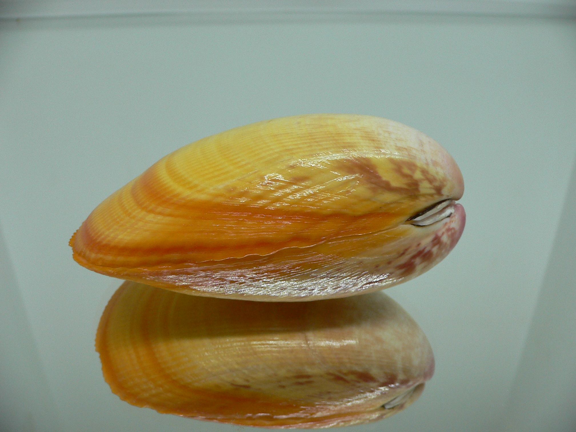 Laevicardium attenuatum GIANT