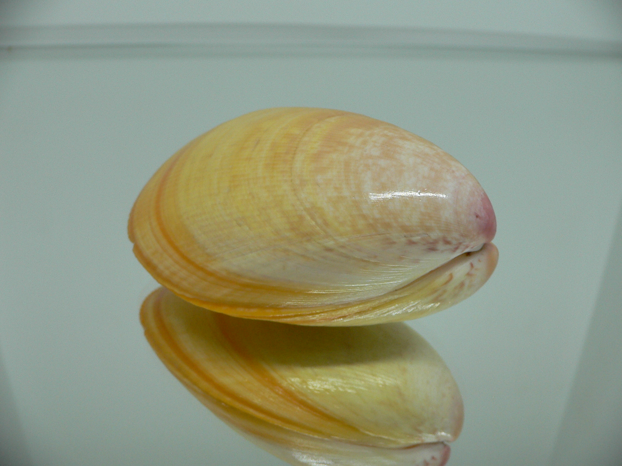 Laevicardium attenuatum GIANT