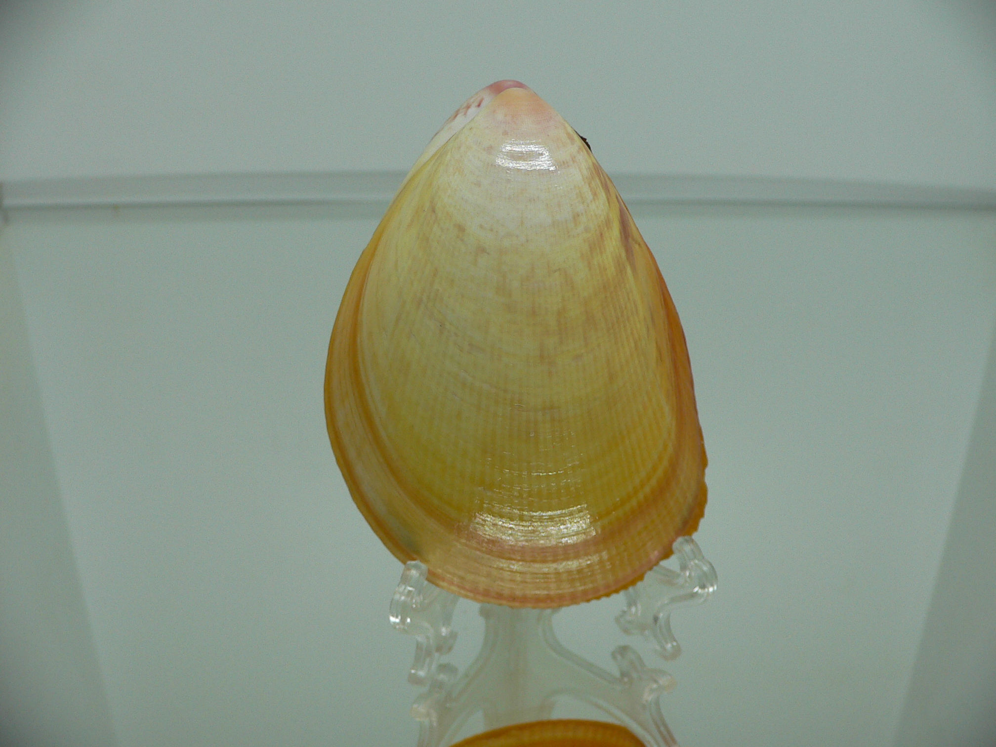 Laevicardium attenuatum GIANT