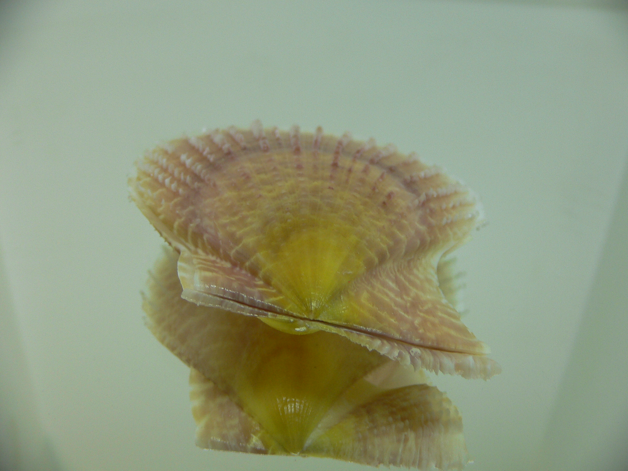 Laevichlamys squamosa BIG & COLOR