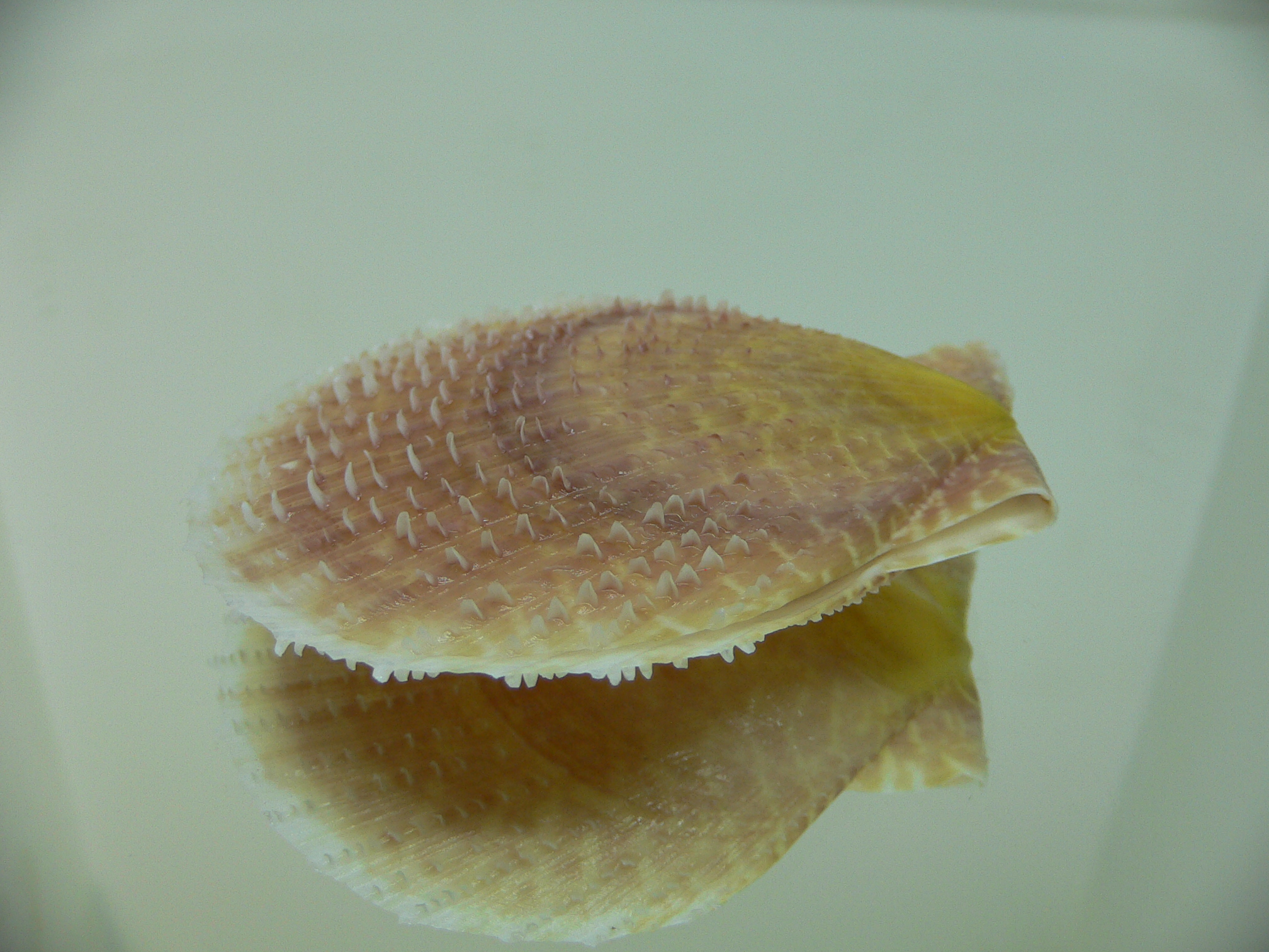 Laevichlamys squamosa BIG & COLOR