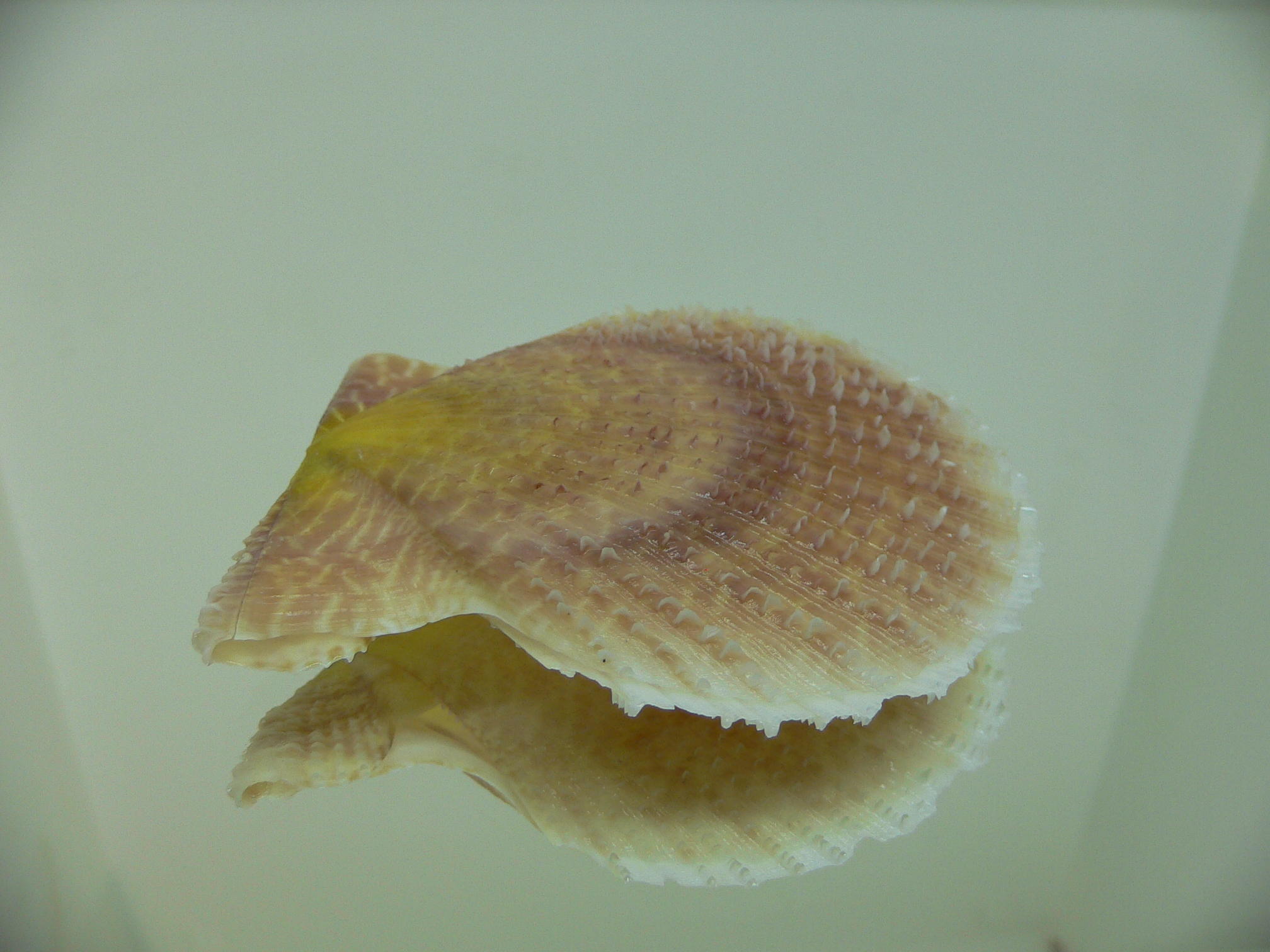 Laevichlamys squamosa BIG & COLOR