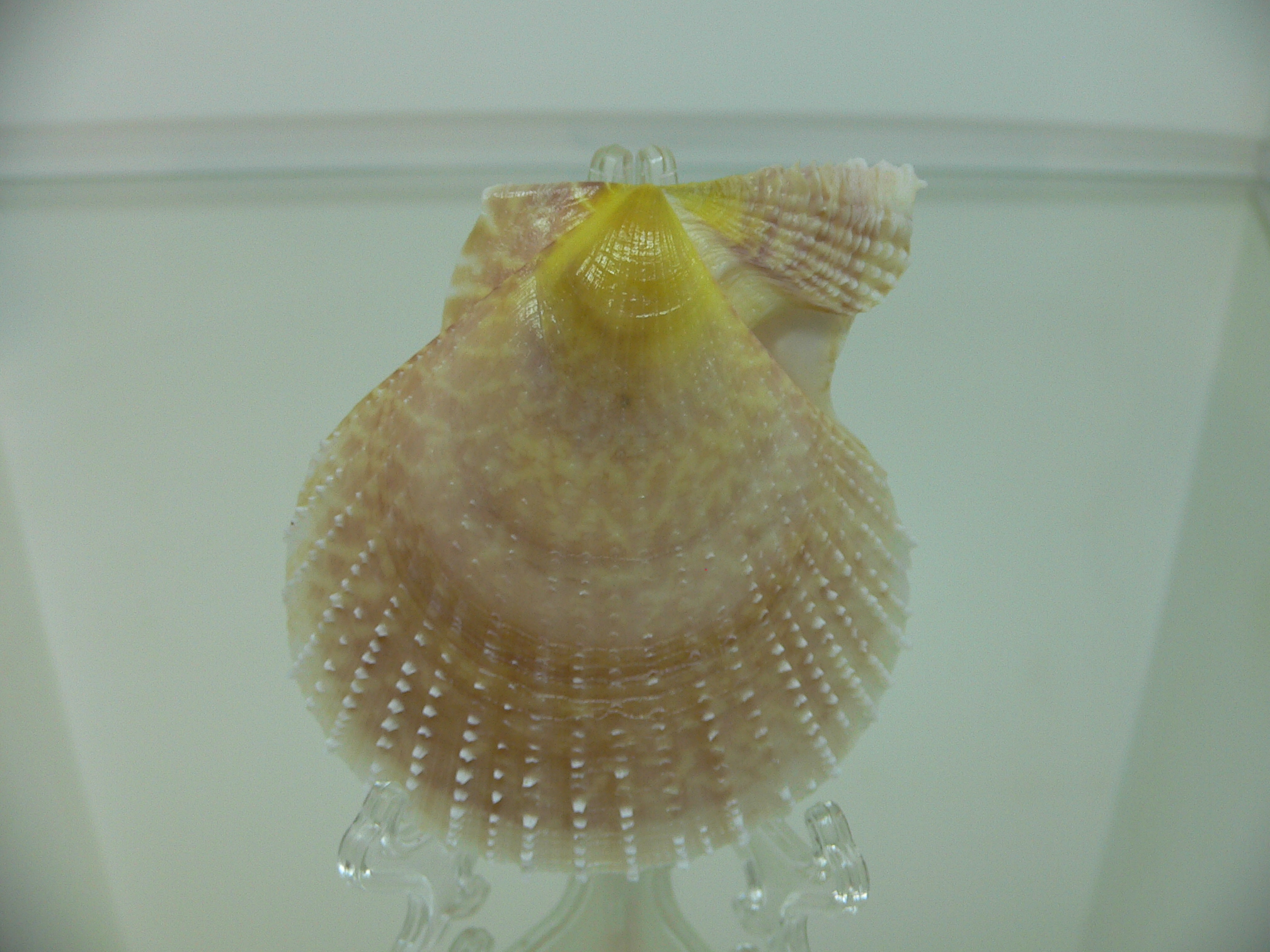 Laevichlamys squamosa BIG & COLOR