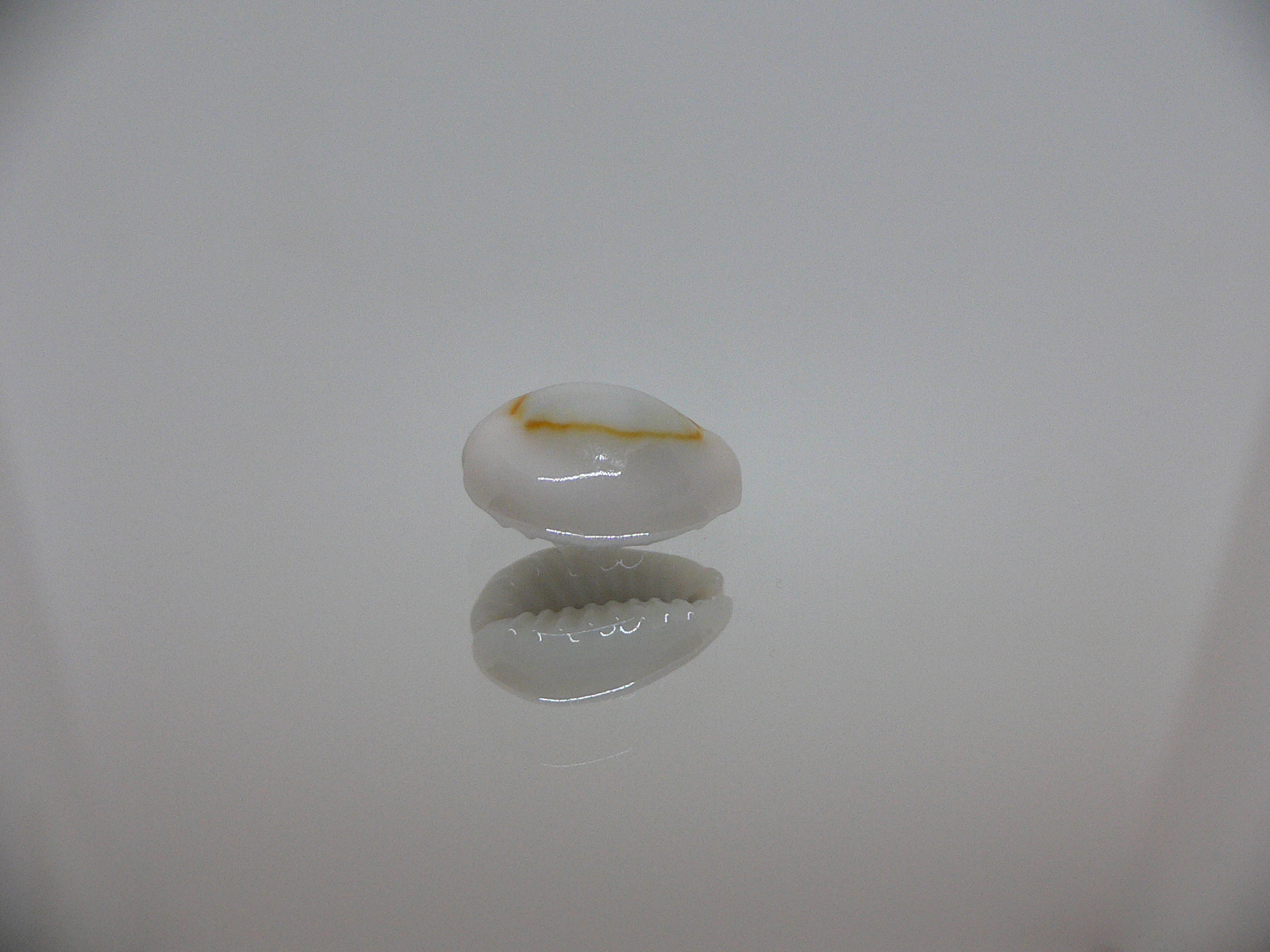 Cypraea annulus sublitorea (var.)