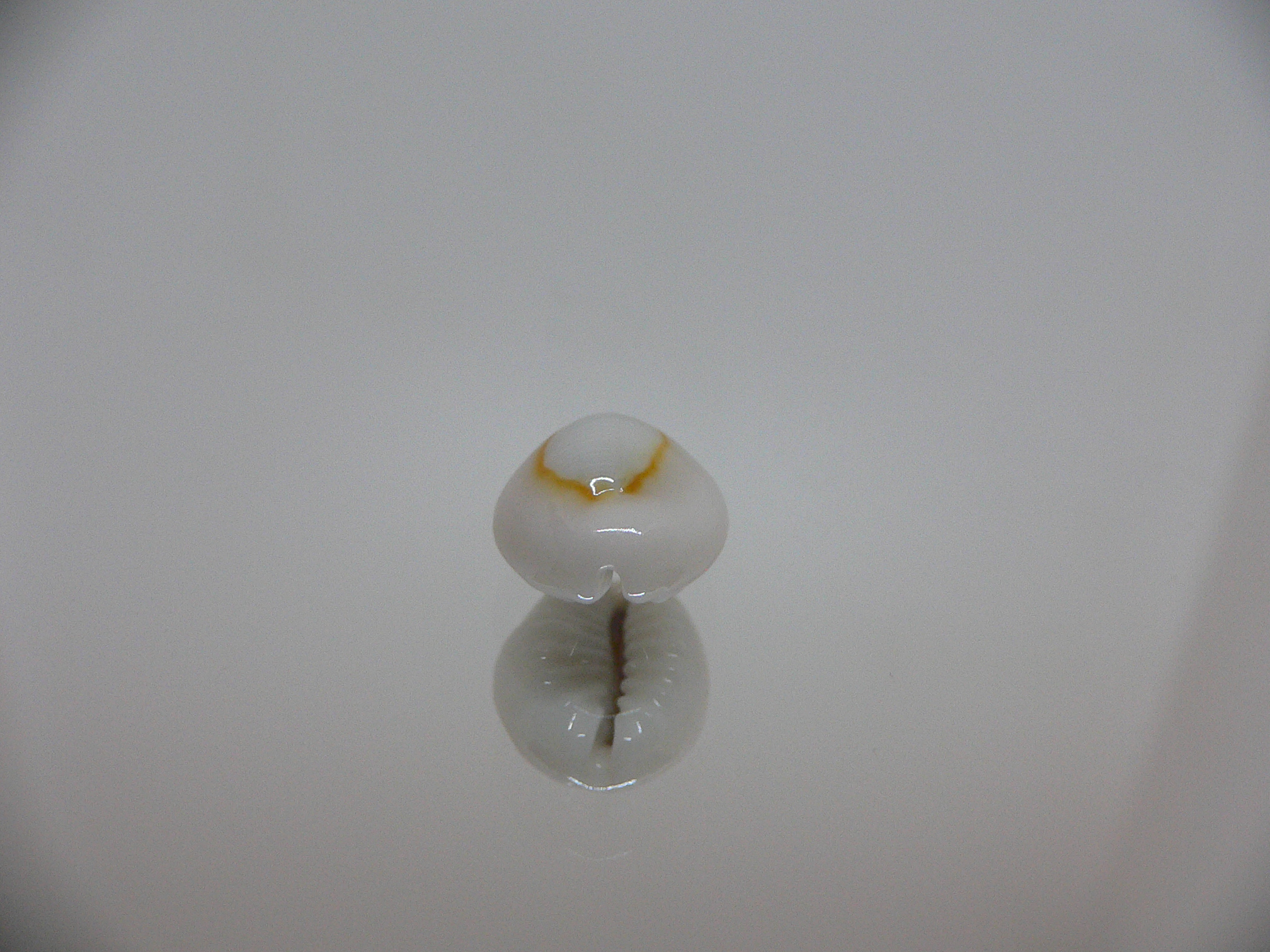 Cypraea annulus sublitorea (var.)