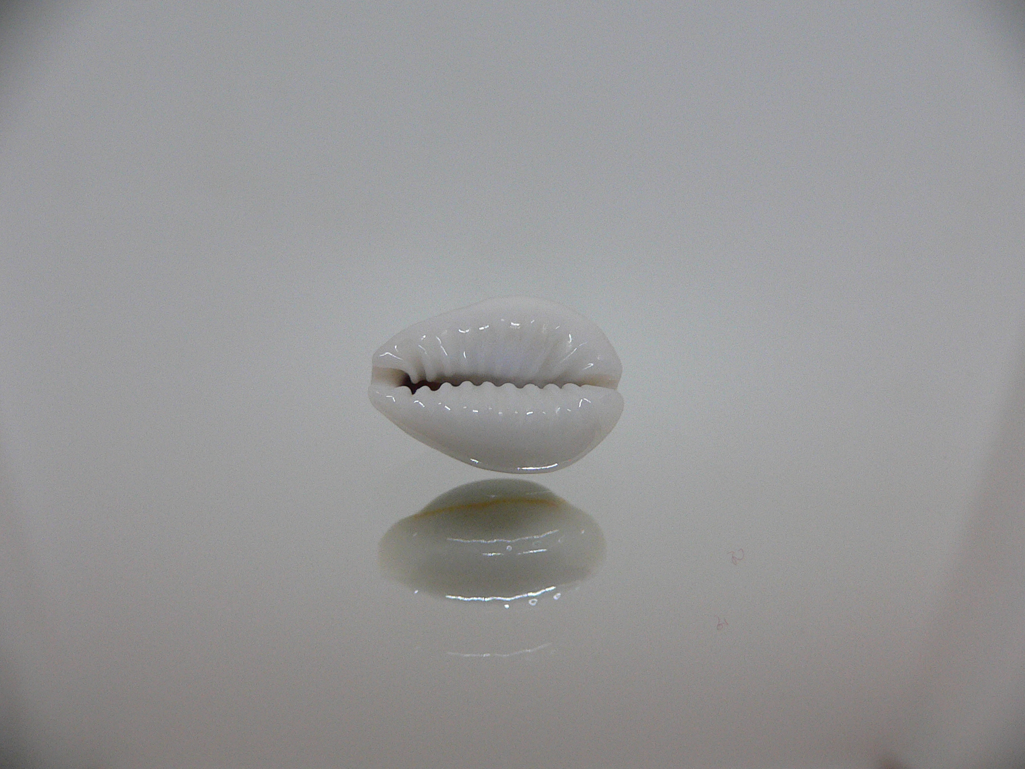 Cypraea annulus sublitorea (var.)