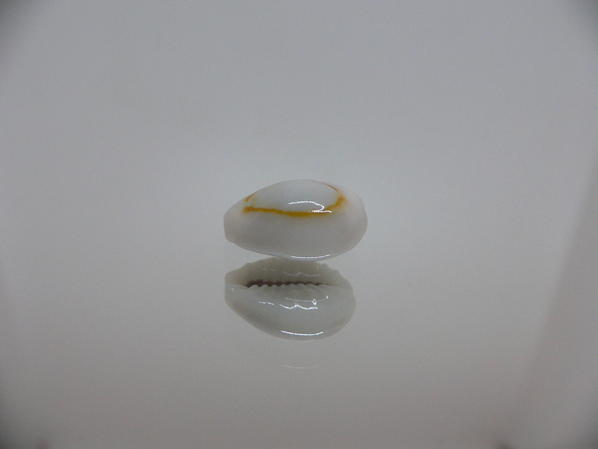 Cypraea annulus sublitorea (var.)