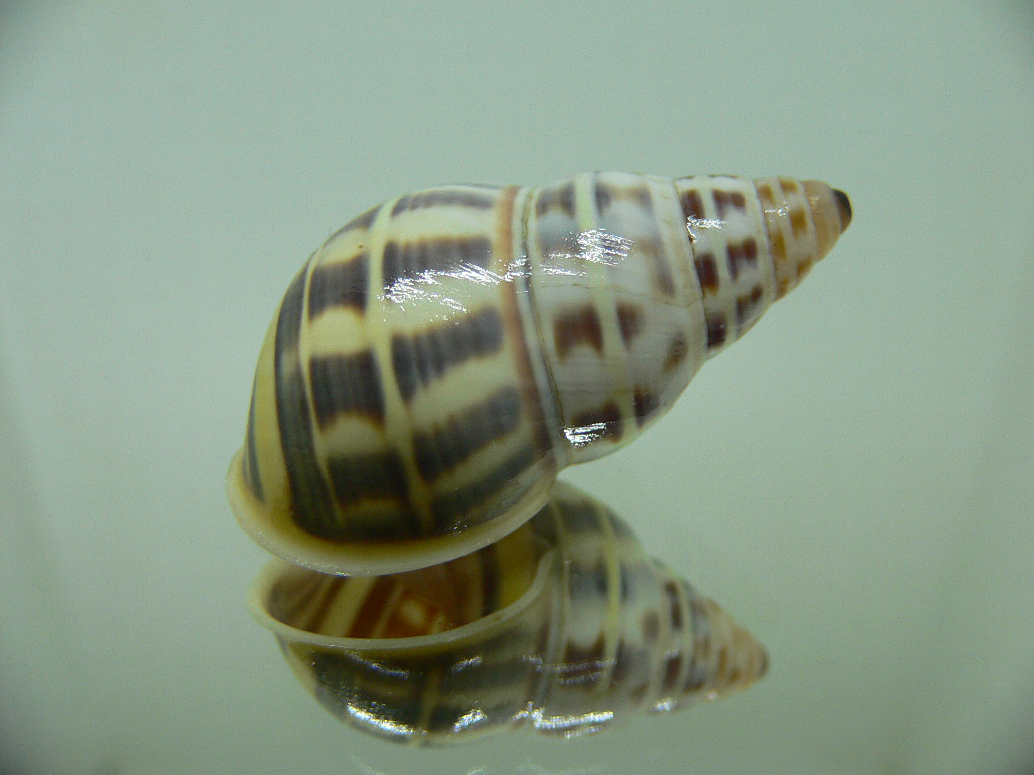 Amphidromus contrarius baaquiae