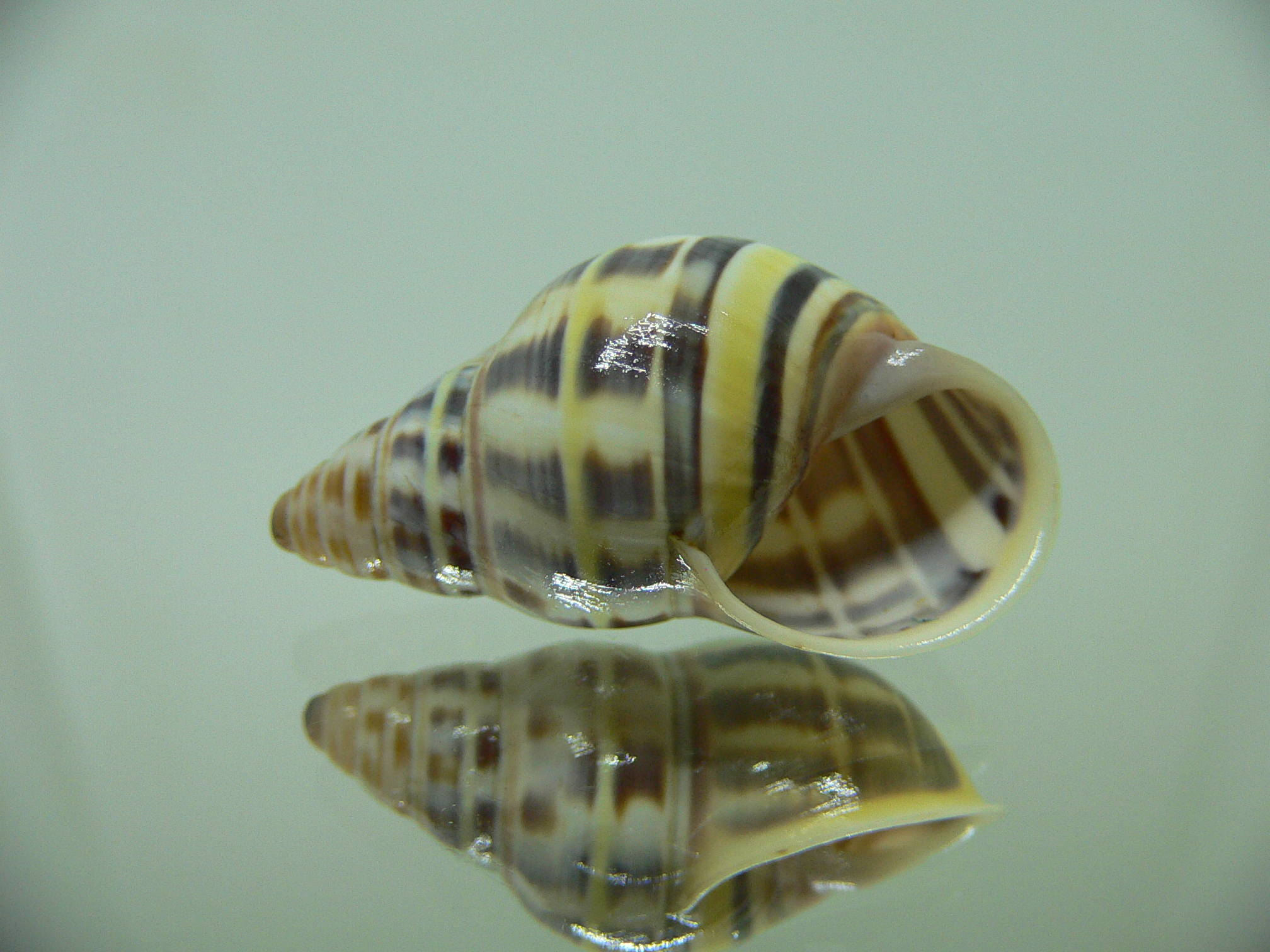 Amphidromus contrarius baaquiae