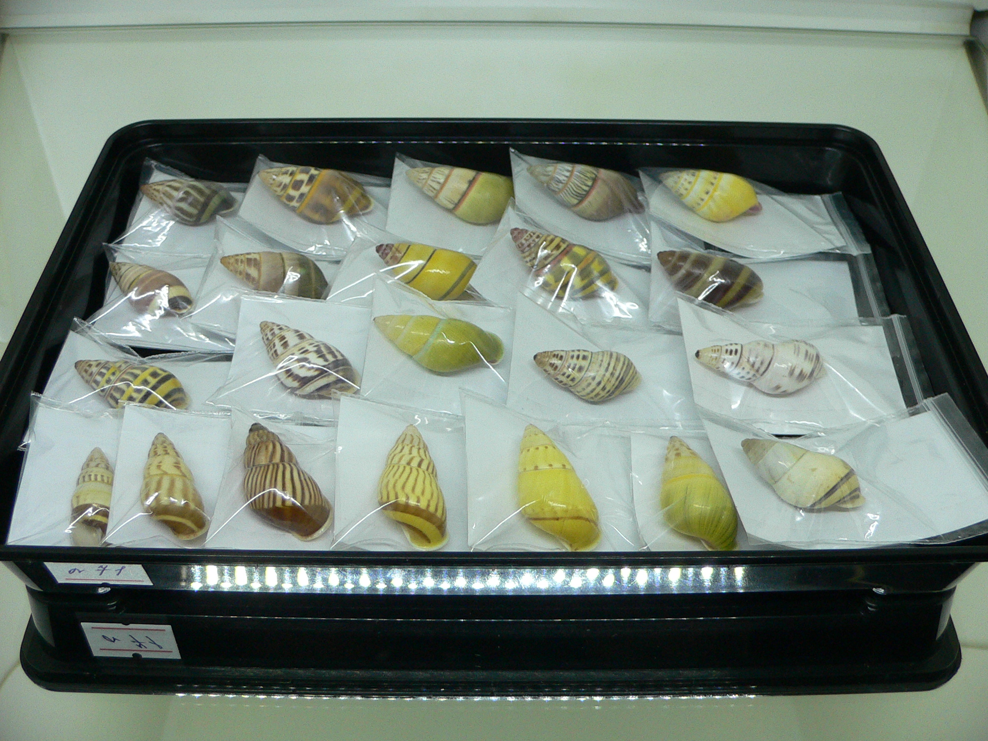 Amphidromus contrarius baaquiae