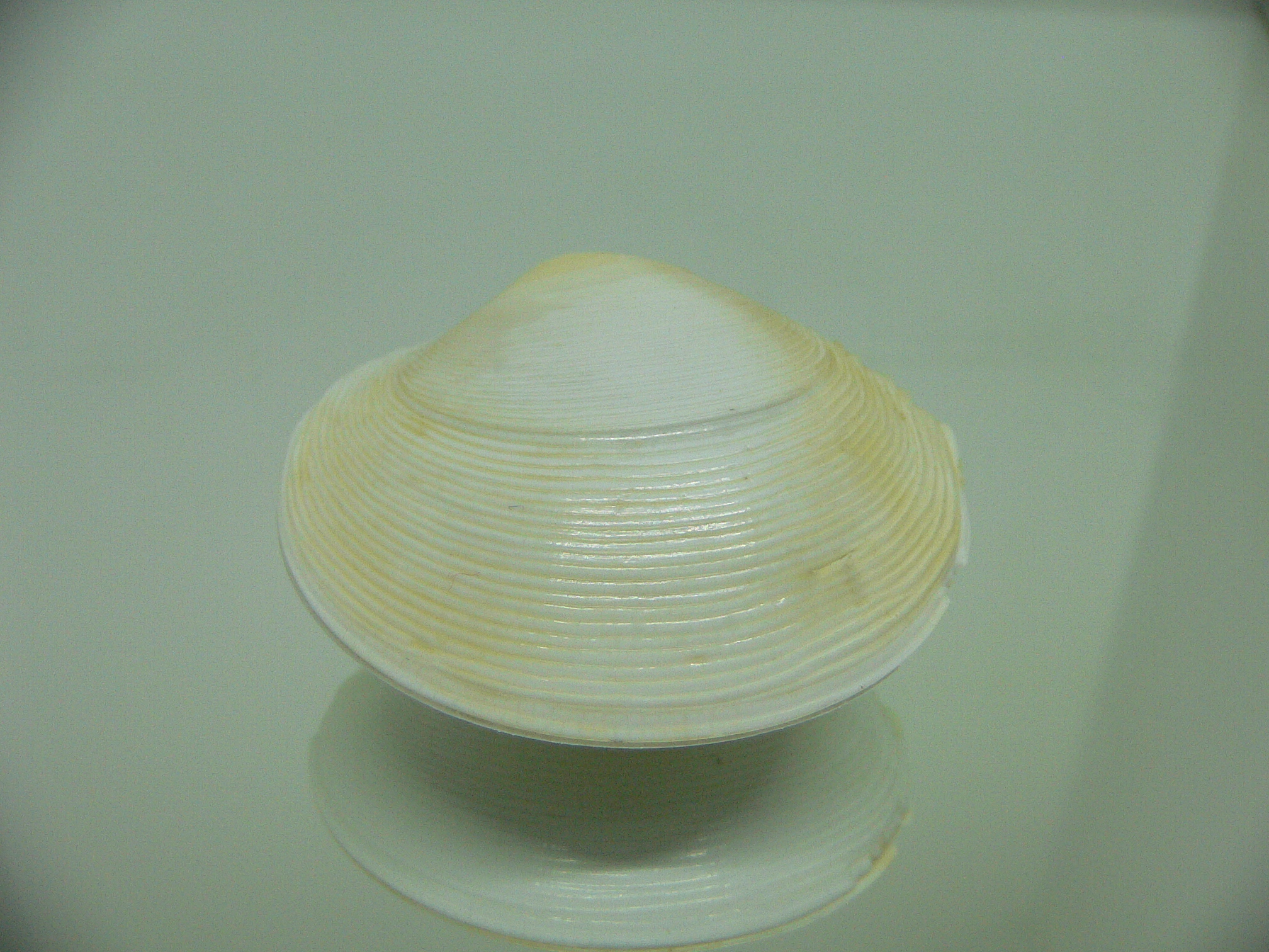 Dosinia japonica
